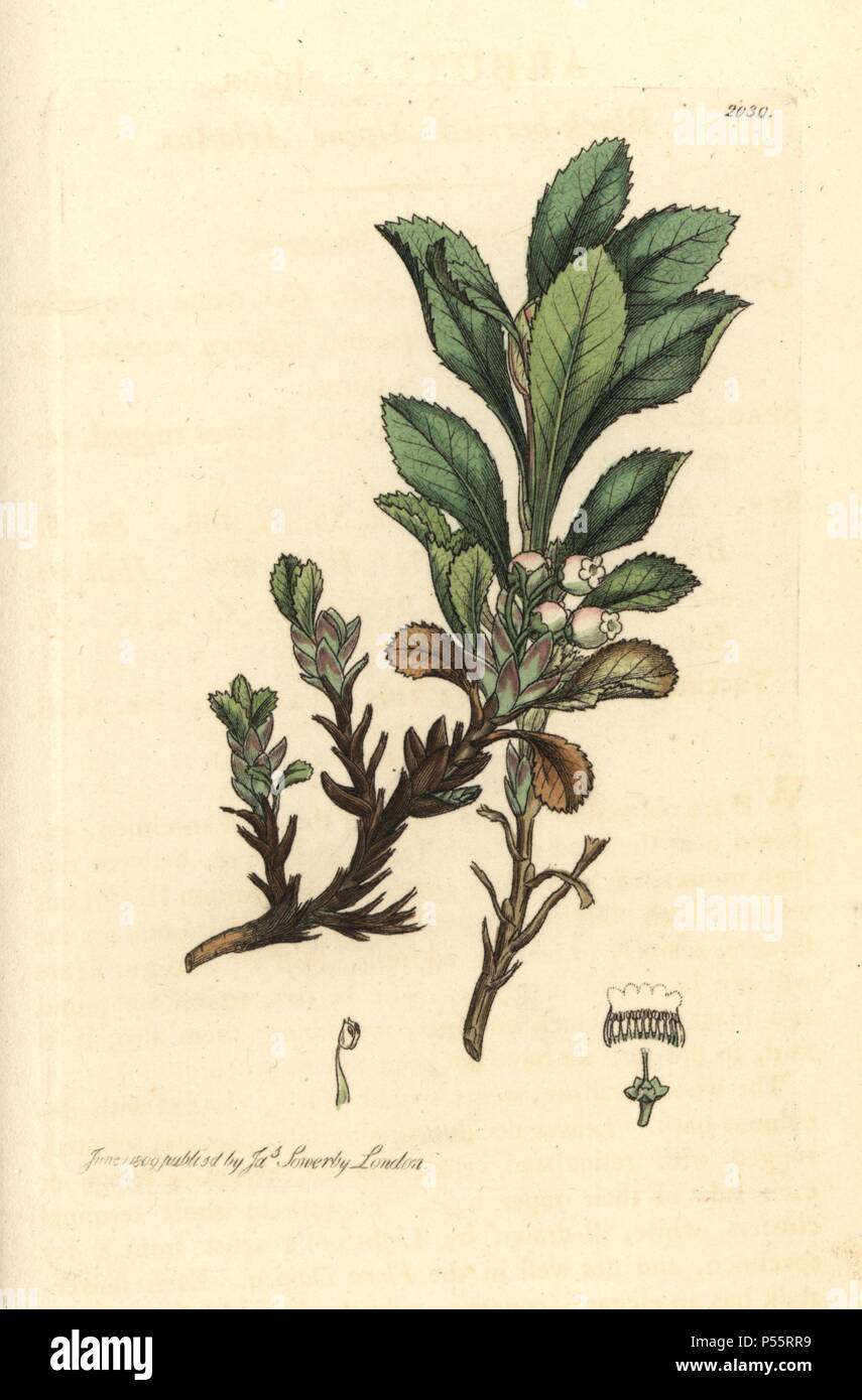 Black-berried alpine bearberry, Arctostaphylos alpina. Handcoloured copperplate engraving from a drawing by James Sowerby for Smith's 'English Botany,' London, 1809. Sowerby was a tireless illustrator of natural history books and illustrated books on botany, mycology, conchology and geology. Stock Photo