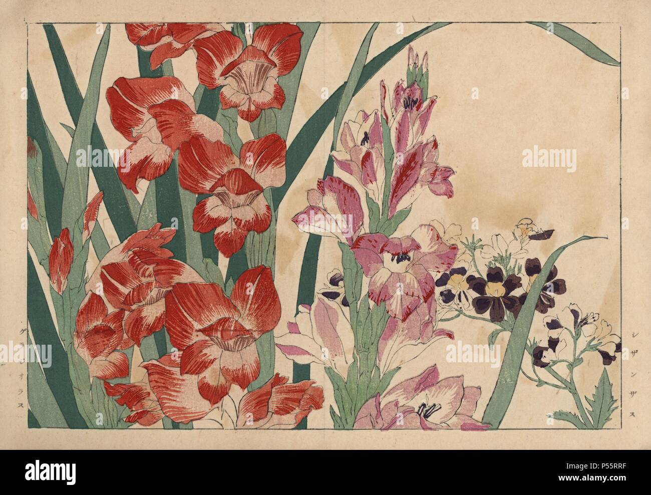 Poor man's orchid, Schizanthus pinnatus, and gladiolus, Gladiolus communis. Handcoloured woodblock print from Konan Tanigami's 'Seiyou Sokazufu' (Pictorial Album of Western Plants and Flowers: Summer), Unsodo, Kyoto, 1917. Tanigami (1879-1928) depicted 125 varieties of garden plants through the four seasons. Stock Photo