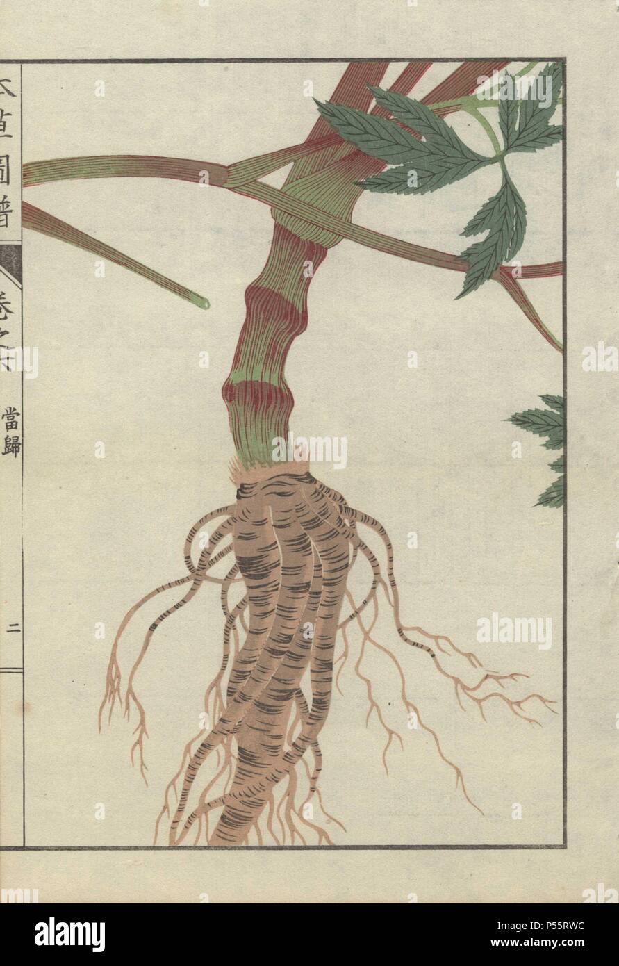 Large brown root and thick striped stem of licorice root. Ligusticum acutilobum. Touki.. Colour-printed woodblock engraving by Kan'en Iwasaki from 'Honzo Zufu,' an Illustrated Guide to Medicinal Plants, 1884. Iwasaki (1786-1842) was a Japanese botanist, entomologist and zoologist. He was one of the first Japanese botanists to incorporate western knowledge into his studies. Stock Photo