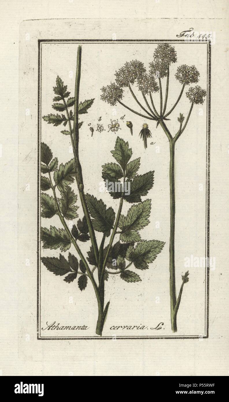 Athamanta cervaria plant. Handcoloured copperplate botanical engraving from Johannes Zorn's 'Afbeelding der Artseny-Gewassen,' Jan Christiaan Sepp, Amsterdam, 1796. Zorn first published his illustrated medical botany in Nurnberg in 1780 with 500 plates, and a Dutch edition followed in 1796 published by J.C. Sepp with an additional 100 plates. Zorn (1739-1799) was a German pharmacist and botanist who collected medical plants from all over Europe for his 'Icones plantarum medicinalium' for apothecaries and doctors. Stock Photo