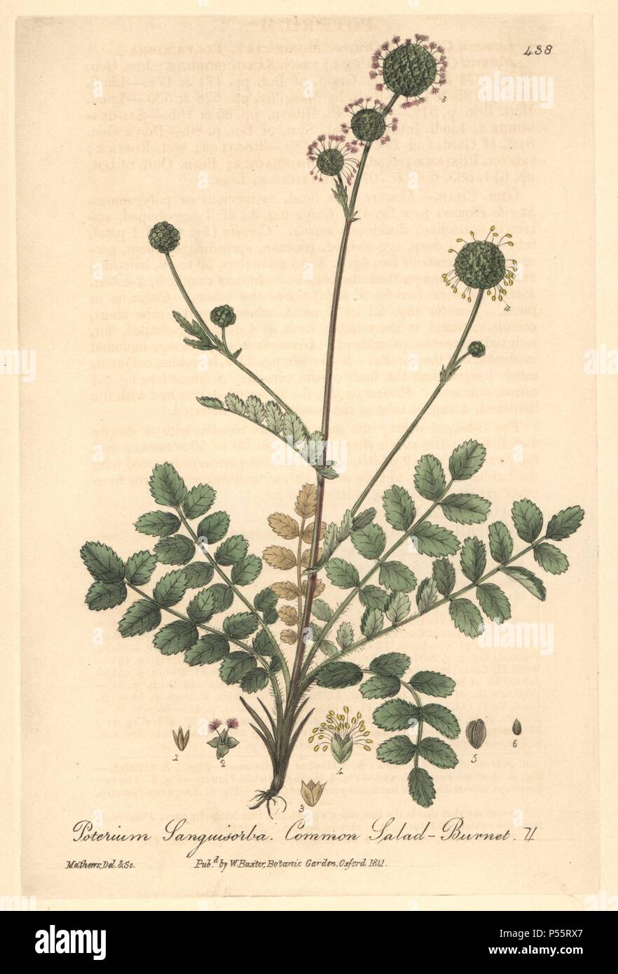 Common salad-burnet, Poterium sanguisorba. Handcoloured copperplate drawn and engraved by Charles Mathews from William Baxter's 'British Phaenogamous Botany,' Oxford, 1841. Scotsman William Baxter (1788-1871) was the curator of the Oxford Botanic Garden from 1813 to 1854. Stock Photo