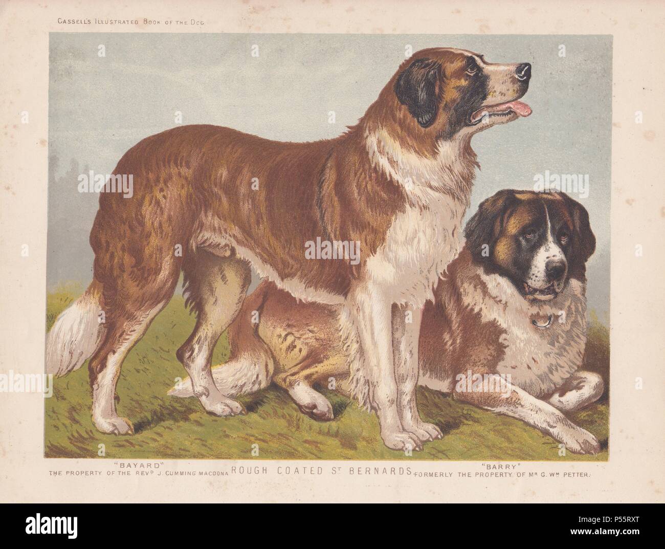 Rough-coated St. Bernards. Fine chromolithograph from Cassell's ...