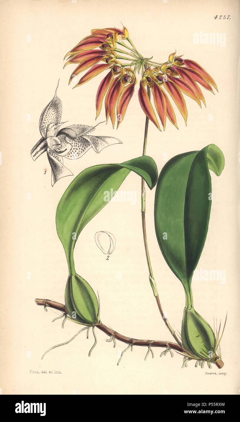 Thouars' cirrhopetalum orchid, Chirropetalum thouarsii. Named for Louis du Petit-Thouars, the 18th-century French botanist. Hand-coloured botanical illustration drawn and lithographed by Walter Hood Fitch for Sir William Jackson Hooker's 'Curtis's Botanical Magazine,' London, Reeve Brothers, 1846. Fitch (18171892) was a tireless Scottish artist who drew over 2,700 lithographs for the 'Botanical Magazine' starting from 1834. Stock Photo