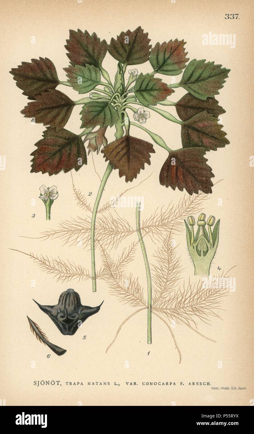 Water caltrop, Trapa natans var. conocarpa F. Aresch. Chromolithograph from Carl Lindman's 'Bilder ur Nordens Flora' (Pictures of Northern Flora), Stockholm, Wahlstrom & Widstrand, 1905. Lindman (1856-1928) was Professor of Botany at the Swedish Museum of Natural History (Naturhistoriska Riksmuseet). The chromolithographs were based on Johan Wilhelm Palmstruch's 'Svensk botanik,' 1802-1843. Stock Photo