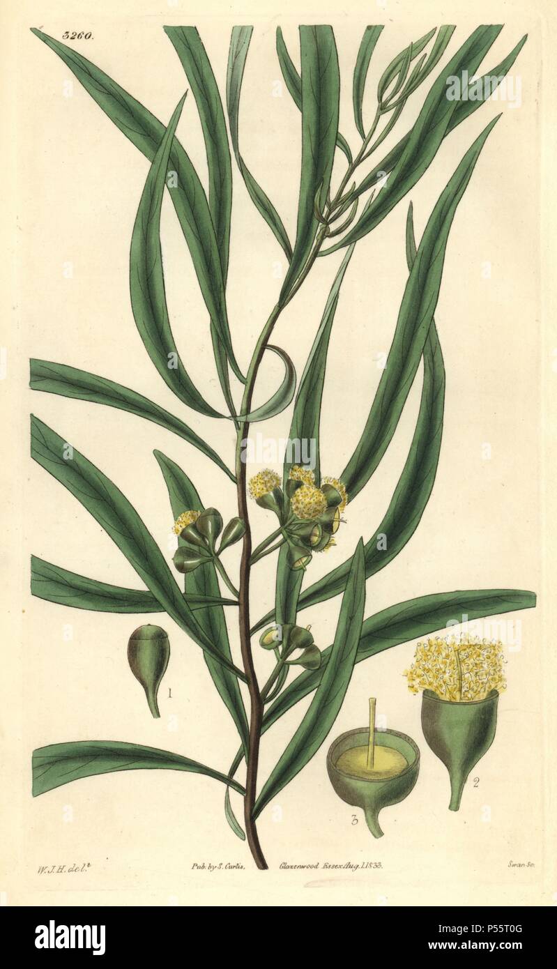 Almond-leaved eucalyptus or black peppermint, Eucalyptus amygdalina. Illustration drawn by William Jackson Hooker, engraved by Swan. Handcolored copperplate engraving from William Curtis's 'The Botanical Magazine,' Samuel Curtis, 1833. Hooker (1785-1865) was an English botanist, writer and artist. He was Regius Professor of Botany at Glasgow University, and editor of Curtis' 'Botanical Magazine' from 1827 to 1865. In 1841, he was appointed director of the Royal Botanic Gardens at Kew, and was succeeded by his son Joseph Dalton. Hooker documented the fern and orchid crazes that shook England in Stock Photo