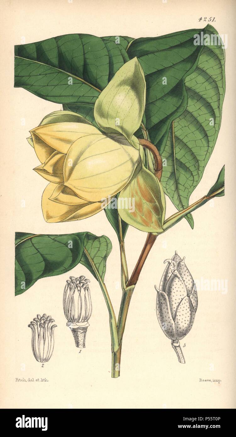 De Candolle's talauma, Magnolia candollii (Blume). Hand-coloured botanical illustration drawn and lithographed by Walter Hood Fitch for Sir William Jackson Hooker's 'Curtis's Botanical Magazine,' London, Reeve Brothers, 1846. Fitch (18171892) was a tireless Scottish artist who drew over 2,700 lithographs for the 'Botanical Magazine' starting from 1834. Stock Photo