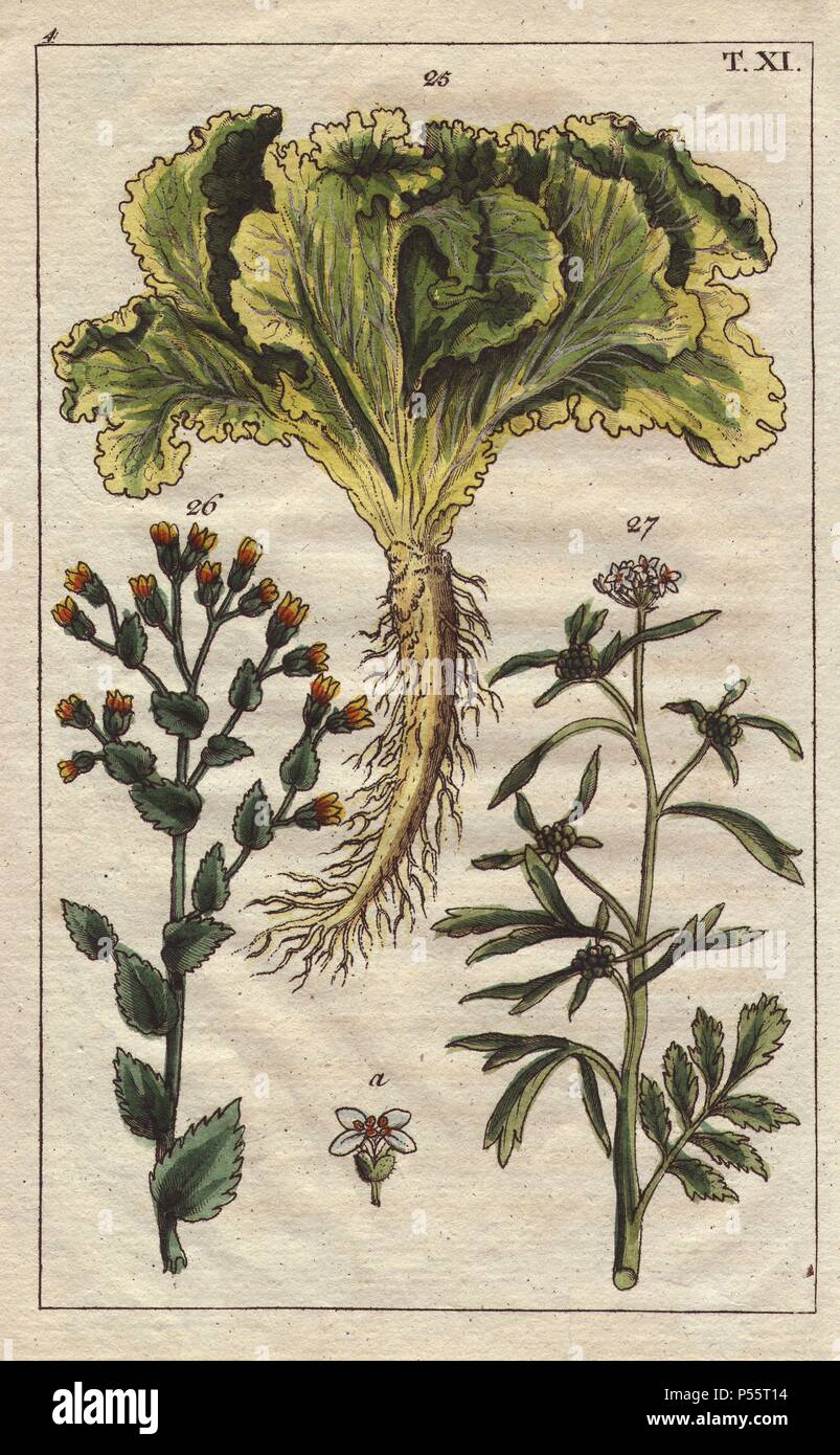 Lettuce leaves, root and in flower, Lactuca sativa, and garden cress, Lepidium sativum. Handcolored copperplate engraving of a botanical illustration from G. T. Wilhelm's 'Unterhaltungen aus der Naturgeschichte' (Encyclopedia of Natural History), Vienna, 1816. Gottlieb Tobias Wilhelm (1758-1811) was a Bavarian clergyman and naturalist in Augsburg, where the first edition was published. Stock Photo