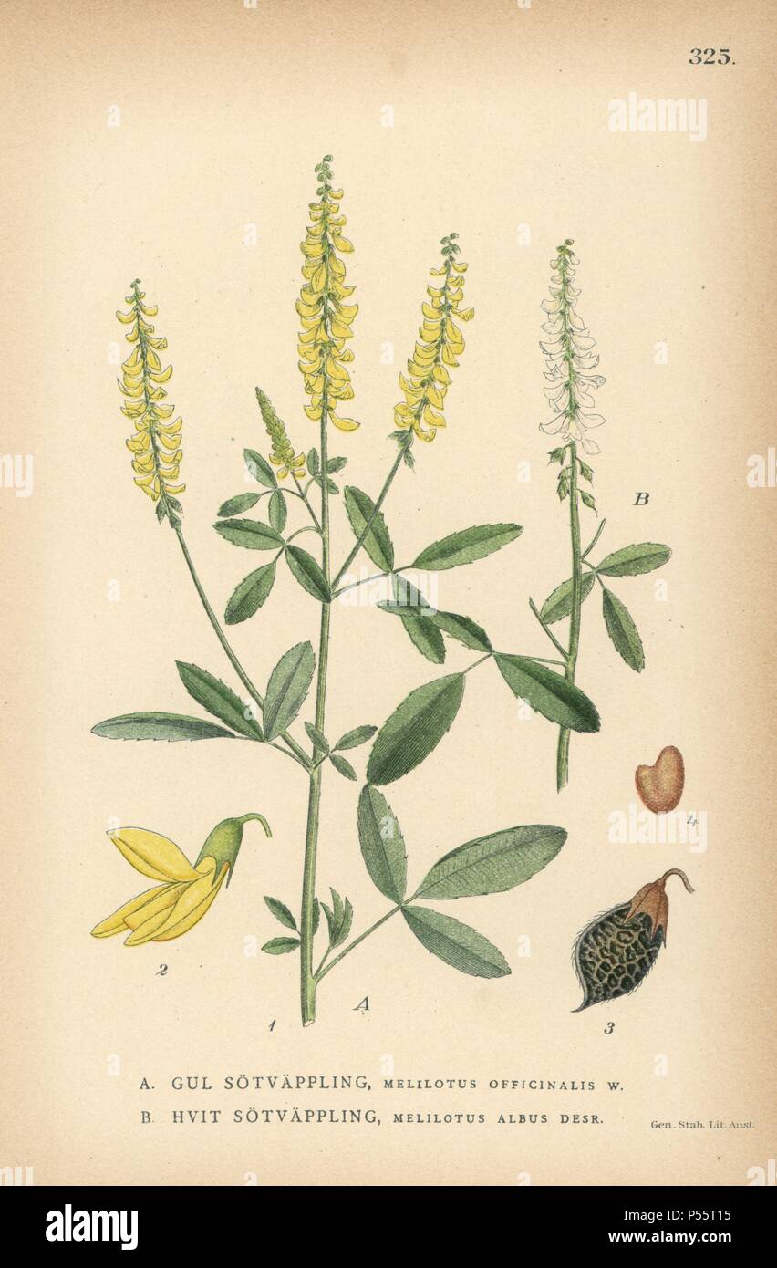 Sweet clover, Melilotus officinalis, and honey clover, Melilotus albus Desr. Chromolithograph from Carl Lindman's 'Bilder ur Nordens Flora' (Pictures of Northern Flora), Stockholm, Wahlstrom & Widstrand, 1905. Lindman (1856-1928) was Professor of Botany at the Swedish Museum of Natural History (Naturhistoriska Riksmuseet). The chromolithographs were based on Johan Wilhelm Palmstruch's 'Svensk botanik,' 1802-1843. Stock Photo