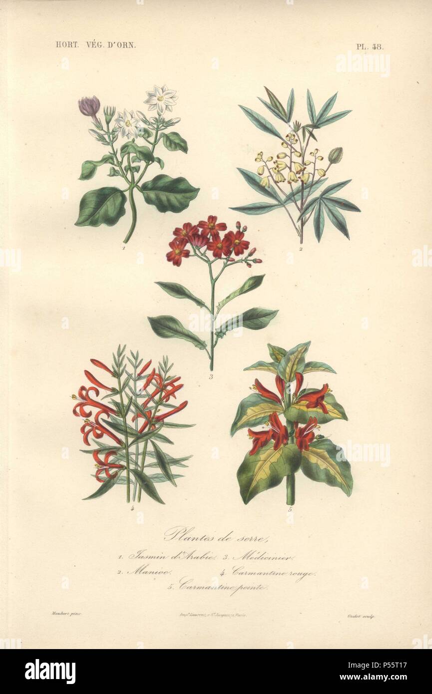 Five shrubs, including white jasmine (Jasminum), cassava (Manihot esculenta), hummingbird bush (Justicia californica) and shrimp plant (Justicia carnea). . Plantes De Serre: 1) Jasmin d'Arabie 2) Manioc 3) Medioinier 4) Carmantine Rouge 5) Carmantine Pointe . . Handcolored lithograph by Edouard Maubert for Herincq's 'Le Regne Vegetal' 1865. Stock Photo