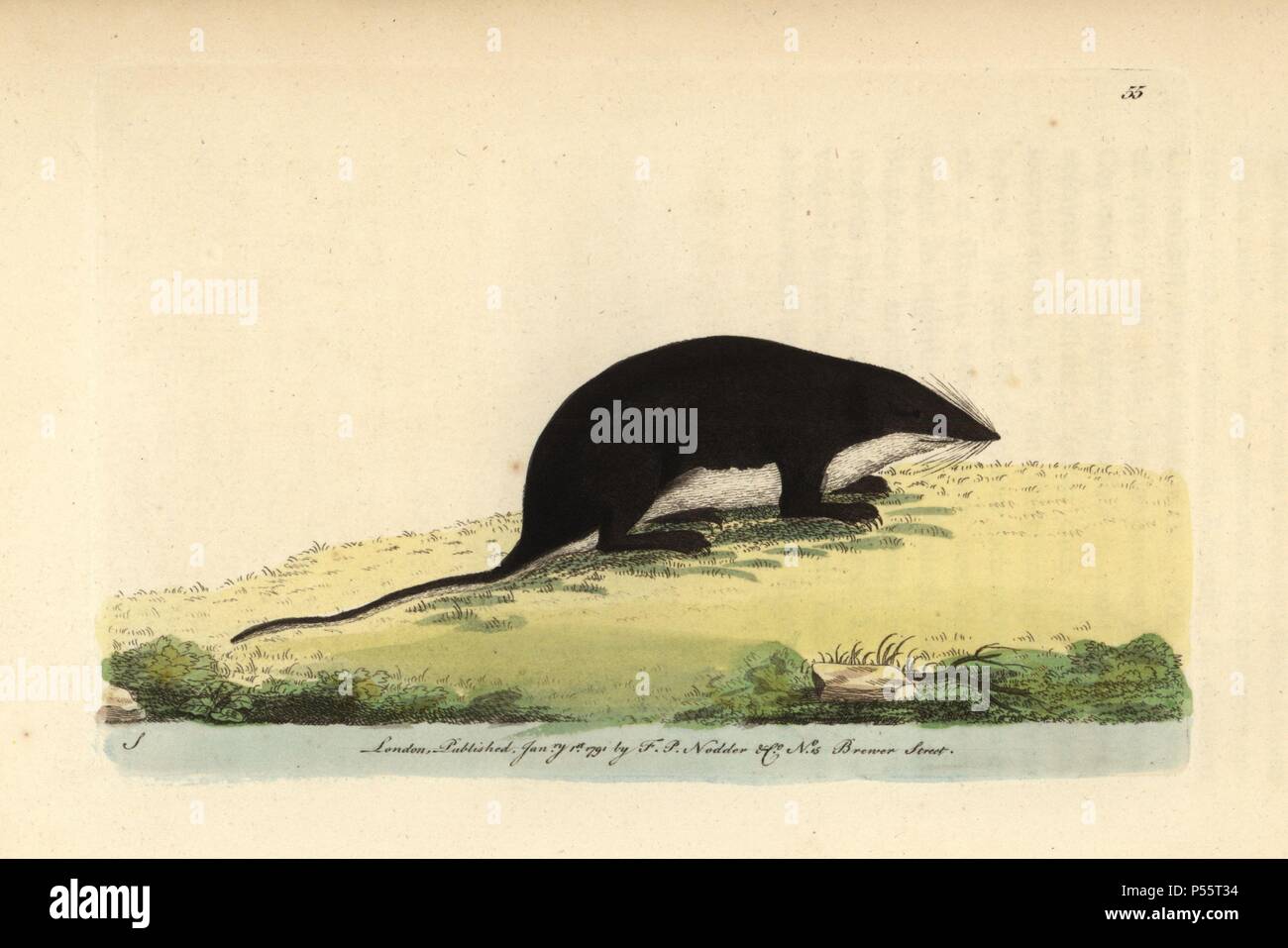 Eurasian Water Shrew, Neomys fodiens (Sorex bicolor). Illustration signed S (George Shaw).. Handcolored copperplate engraving from George Shaw and Frederick Nodder's 'The Naturalist's Miscellany' 1790.. . Frederick Polydore Nodder (17511801?) was a gifted natural history artist and engraver. Nodder honed his draftsmanship working on Captain Cook and Joseph Banks' Florilegium and engraving Sydney Parkinson's sketches of Australian plants. He was made 'botanic painter to her majesty' Queen Charlotte in 1785. Nodder also drew the botanical studies in Thomas Martyn's Flora Rustica (1792) and 38 P Stock Photo