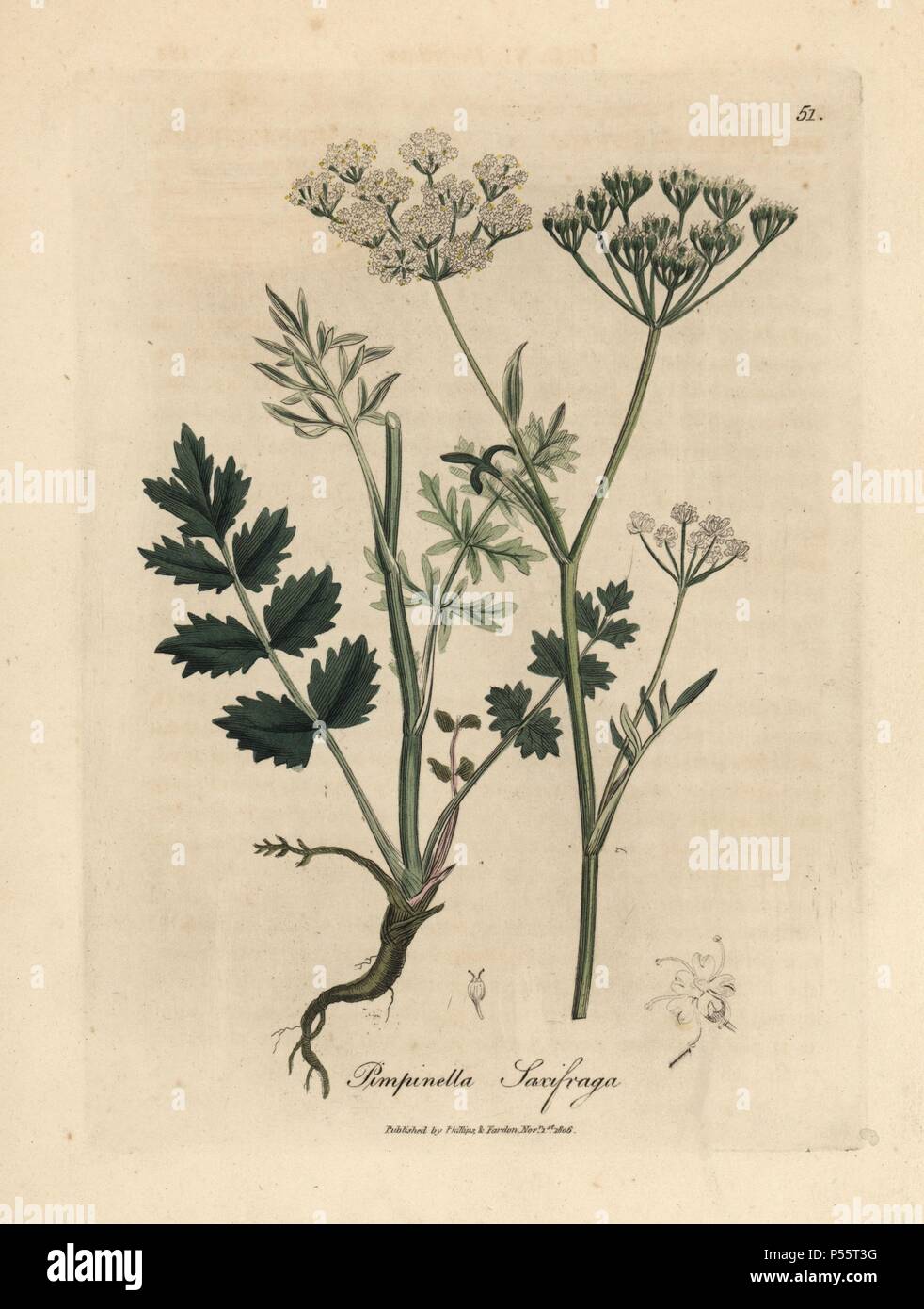 Burnet saxifrage, Pimpinella saxifraga. Handcoloured copperplate engraving from a botanical illustration by James Sowerby from William Woodville and Sir William Jackson Hooker's 'Medical Botany,' John Bohn, London, 1832. The tireless Sowerby (1757-1822) drew over 2, 500 plants for Smith's mammoth 'English Botany' (1790-1814) and 440 mushrooms for 'Coloured Figures of English Fungi ' (1797) among many other works. Stock Photo
