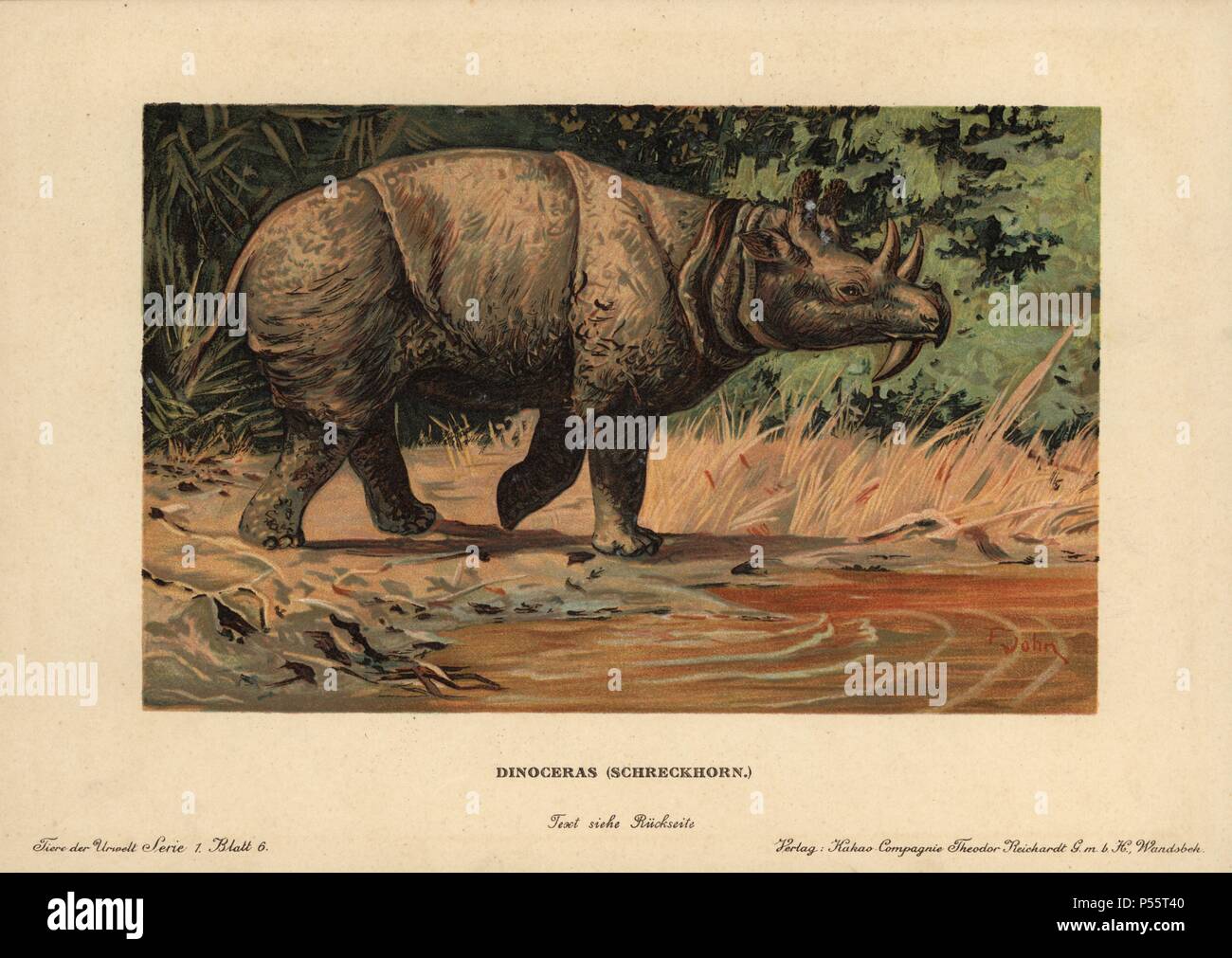 Dinoceras, Uintatherium anceps, extinct genus of herbivorous mammal of the Eocene period. Colour printed (chromolithograph) illustration by F. John from 'Tiere der Urwelt' Animals of the Prehistoric World, 1910, Hamburg. From a series of prehistoric creature cards published by the Reichardt Cocoa company. Stock Photo