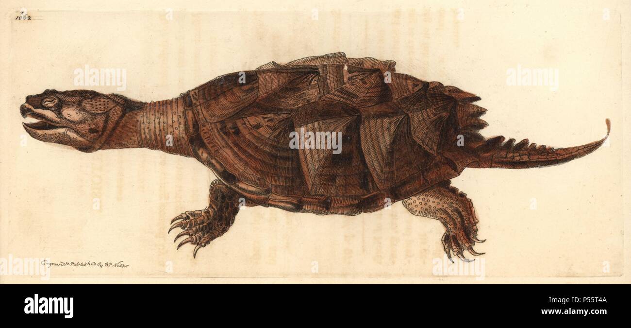Snapping turtle, Chelydra serpentina. Illustration drawn and engraved by Richard Polydore Nodder. Handcolored copperplate engraving from George Shaw and Frederick Nodder's 'The Naturalist's Miscellany' 1812. Most of the 1,064 illustrations of animals, birds, insects, crustaceans, fishes, marine life and microscopic creatures for the Naturalist's Miscellany were drawn by George Shaw, Frederick Nodder and Richard Nodder, and engraved and published by the Nodder family. Frederick drew and engraved many of the copperplates until his death around 1800, and son Richard (17741823) was responsible fo Stock Photo