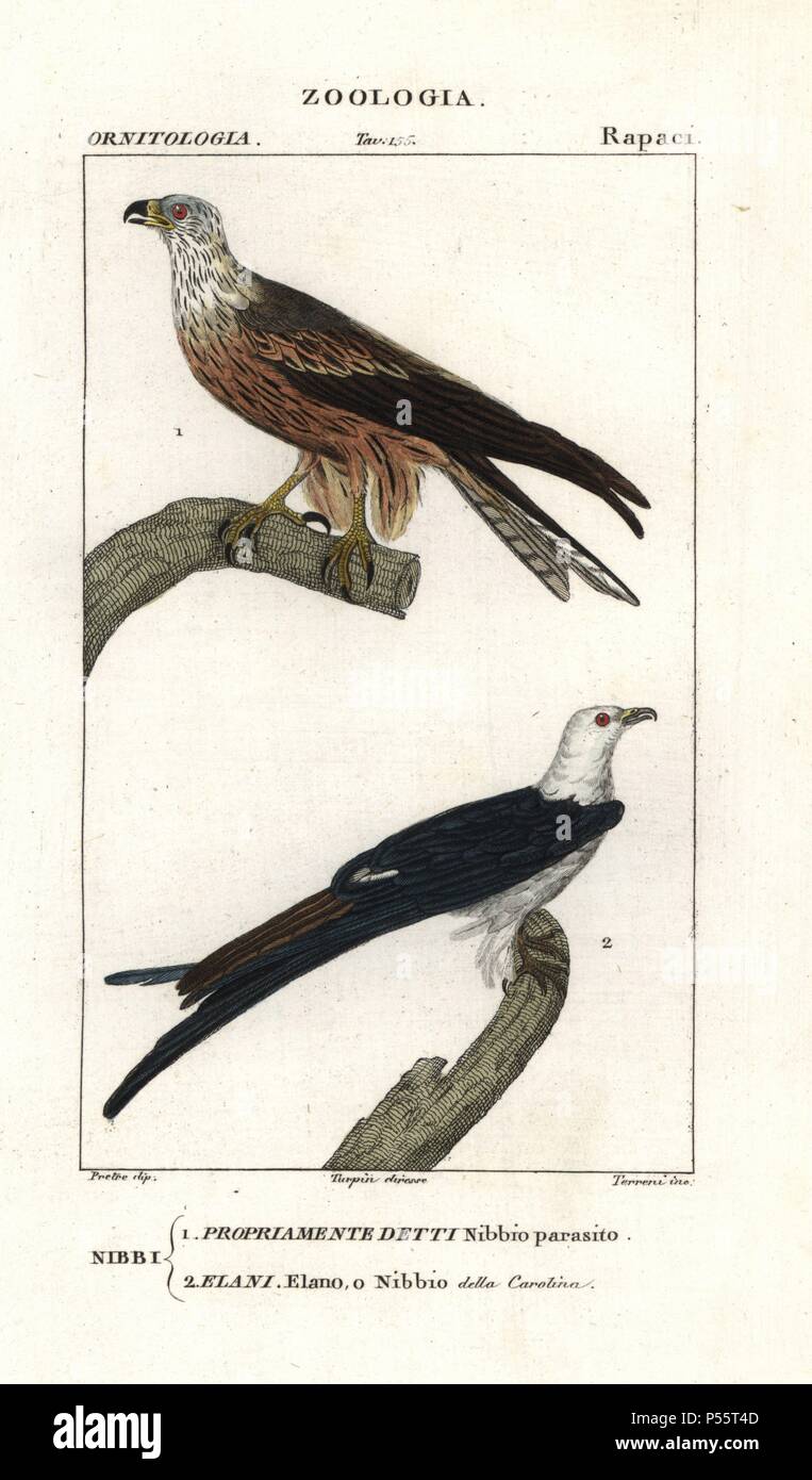 Yellow-billed kite, Milvus aegyptius, and swallow-tailed kite, Elanoides forficatus. Handcoloured copperplate stipple engraving from Antoine Jussieu's 'Dictionary of Natural Science,' Florence, Italy, 1837. Illustration by J. G. Pretre, engraved by Terreni, directed by Pierre Jean-Francois Turpin, and published by Batelli e Figli. Jean Gabriel Pretre (17801845) was painter of natural history at Empress Josephine's zoo and later became artist to the Museum of Natural History. Turpin (1775-1840) is considered one of the greatest French botanical illustrators of the 19th century. Stock Photo