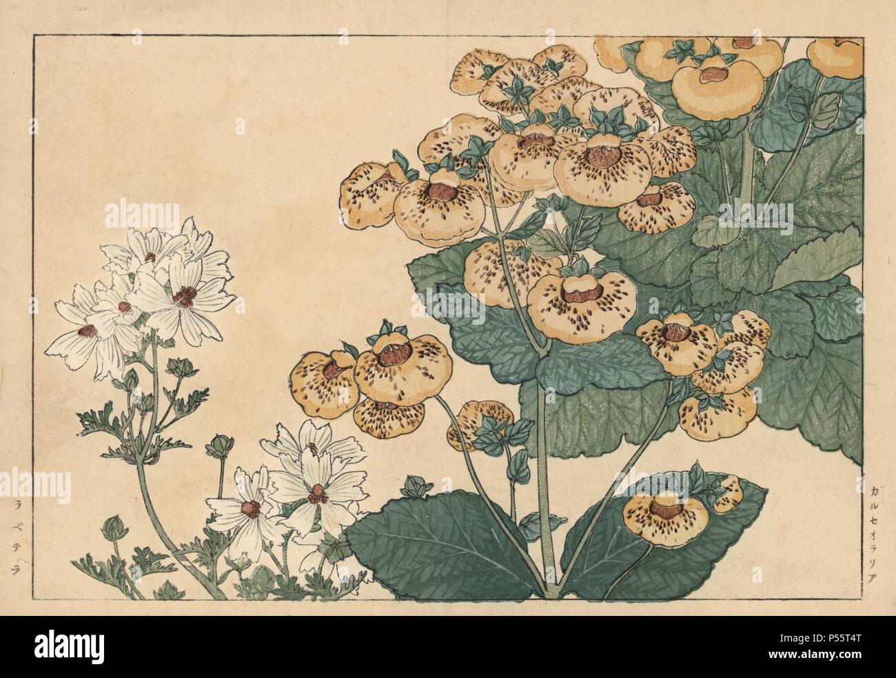 Calceolaria, Lady's purse, Slipper or Pocketbook flower and Lavatera, rose mallow. Handcoloured woodblock print from Konan Tanigami's 'Seiyou Sokazufu' (Pictorial Album of Western Plants and Flowers: Spring), Unsodo, Kyoto, 1917. Tanigami (1879-1928) depicted 125 varieties of garden plants through the four seasons. Stock Photo