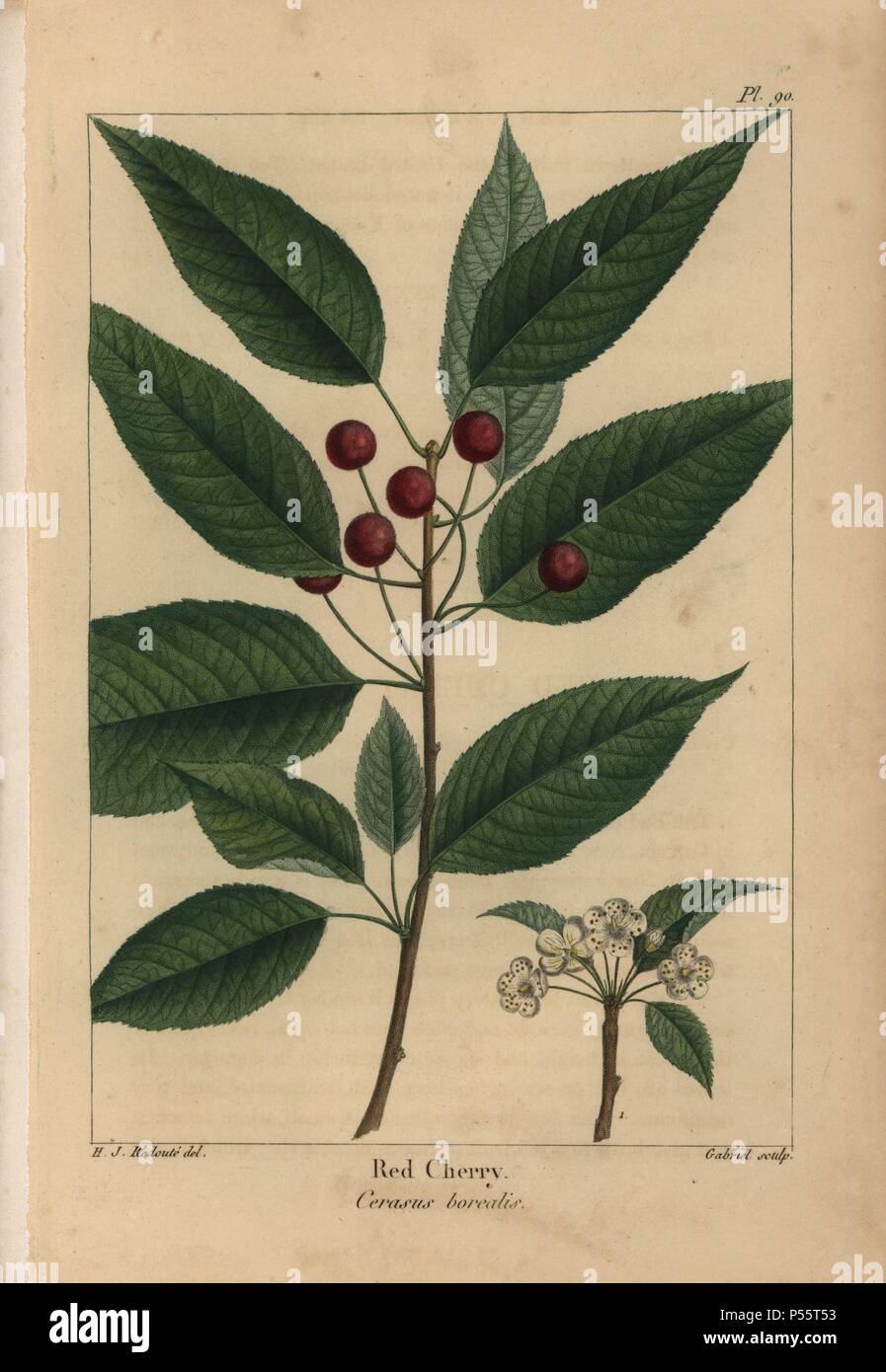 Leaves, fruit and flowers of the red cherry tree, Cerasus borealis. Handcolored stipple engraving from a botanical illustration by Henri Joseph Redoute, engraved on copper by Gabriel, from Francois Andre Michaux's 'North American Sylva,' Philadelphia, 1857. French botanist Michaux (1770-1855) explored America and Canada in 1785 cataloging its native trees. Stock Photo