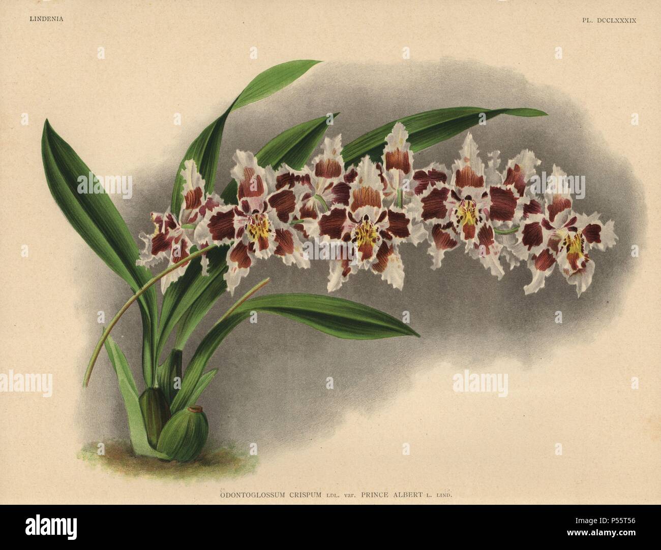 Prince Albert variety of Odontoglossum crispum orchid. Illustration drawn by C. de Bruyne and chromolithographed by P. de Pannemaeker et fils from Lucien Linden's 'Lindenia, Iconographie des Orchidees,' Brussels, 1902. Stock Photo