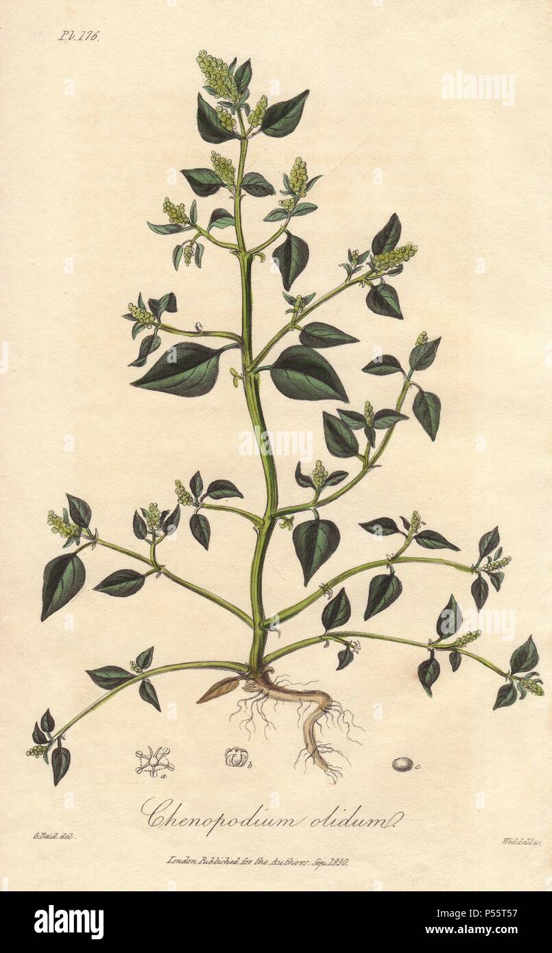 Stinking goosefoot, Chenopodium vulvaria. Handcoloured botanical illustration drawn by G. Reid and engraved on steel by Weddell from John Stephenson and James Morss Churchill's 'Medical Botany: or Illustrations and descriptions of the medicinal plants of the London, Edinburgh, and Dublin pharmacopœias,' John Churchill, London, 1831. Stock Photo