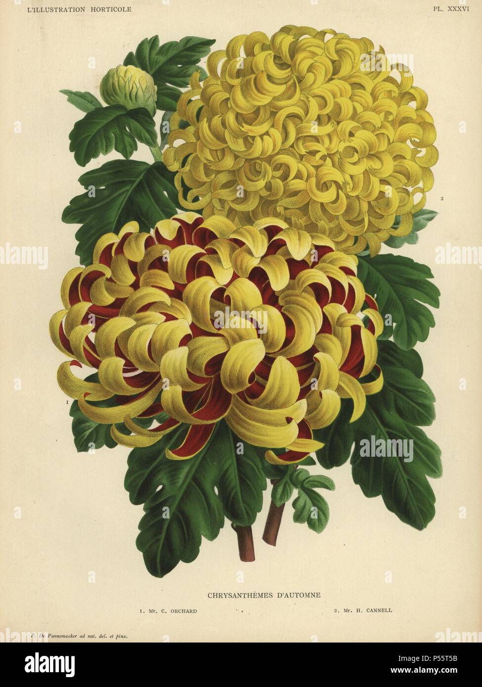 Autumn chrysanthemum hybrids: crimson and yellow Mr. C. Orchard and yellow Mr. H. Cannell. . Chromolithograph drawn by P. de Pannemaeker, for Jean Linden's 'L'Illustration Horticole' published in Ghent in 1886. Jean Linden (1817-1898) was a Belgian explorer, horticulturist, scientist and publisher of botanical books. Stock Photo