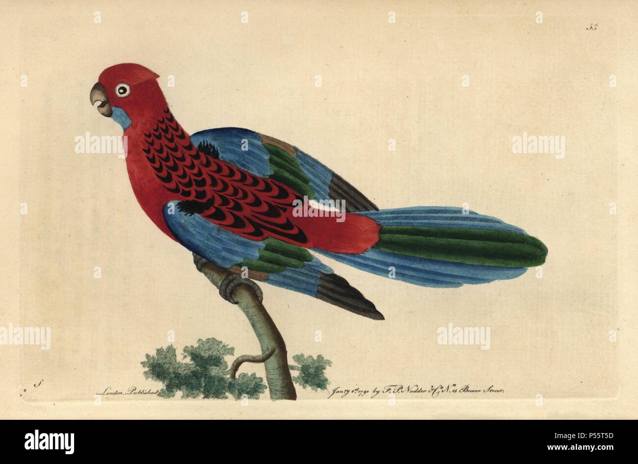 Splendid parrot or Crimson Rosella . Platycercus elegans (Psittacus gloriosus, P. splendidus). Australian parrot with vivid crimson and blue plumage.. Illustration signed S (George Shaw).. Handcolored copperplate engraving from George Shaw and Frederick Nodder's 'The Naturalist's Miscellany' 1790.. Frederick Polydore Nodder (17511801?) was a gifted natural history artist and engraver. Nodder honed his draftsmanship working on Captain Cook and Joseph Banks' Florilegium and engraving Sydney Parkinson's sketches of Australian plants. He was made 'botanic painter to her majesty' Queen Charlotte i Stock Photo