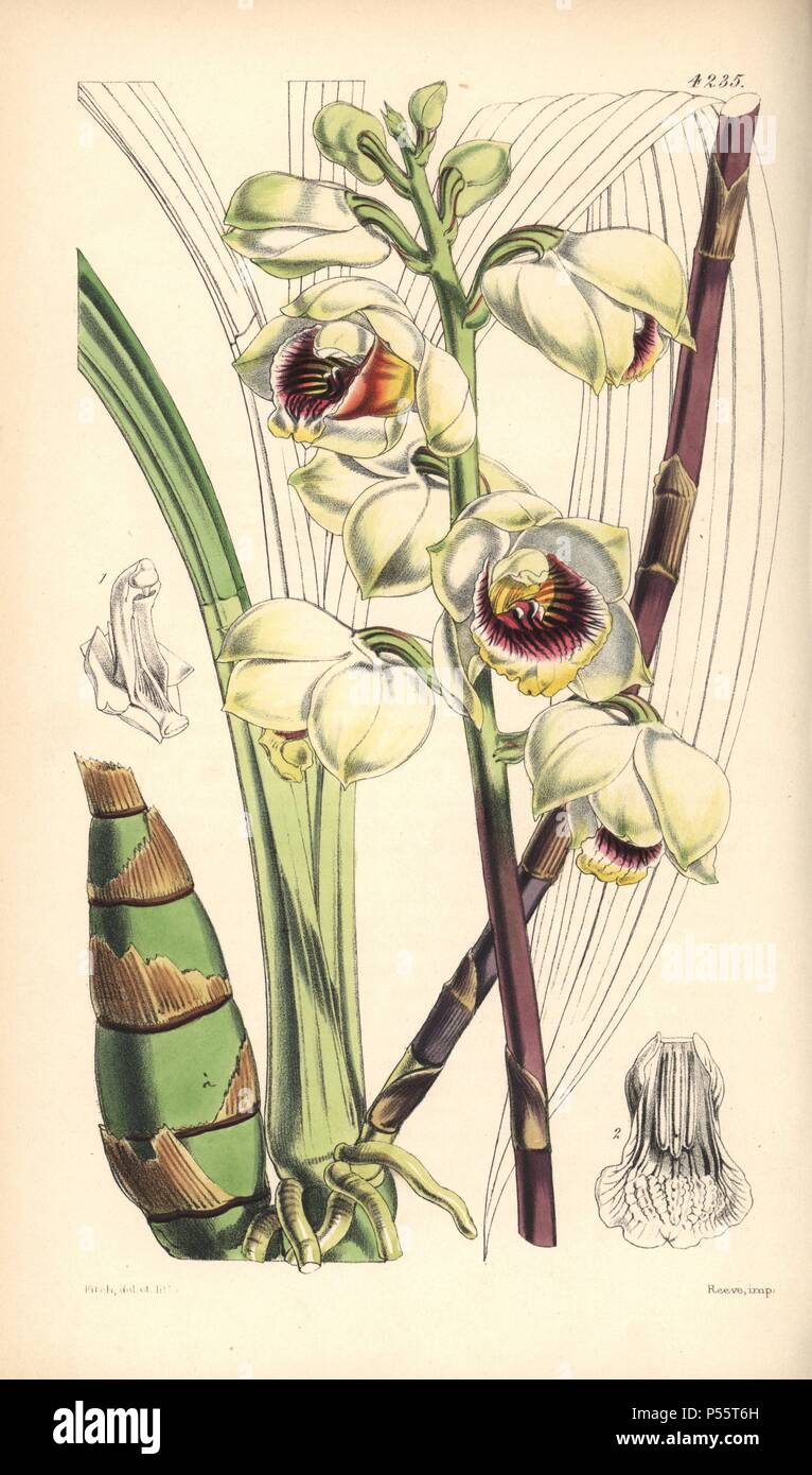 Mr. Warre's maxillaria orchid, Warrea warreana. Hand-coloured botanical illustration drawn and lithographed by Walter Hood Fitch for Sir William Jackson Hooker's 'Curtis's Botanical Magazine,' London, Reeve Brothers, 1846. Fitch (18171892) was a tireless Scottish artist who drew over 2,700 lithographs for the 'Botanical Magazine' starting from 1834. Stock Photo