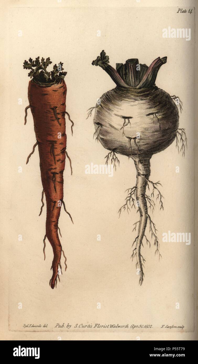 Root vegetables, carrot Daucus carota and turnip Brassica rapa. Handcoloured copperplate engraving of a botanical illustration by Sydenham Edwards for William Curtis's 'Lectures on Botany, as delivered in the Botanic Garden at Lambeth,' 1805. Edwards (1768-1819) was the artist of thousands of botanical plates for Curtis' 'Botanical Magazine' and his own 'Botanical Register.'. Stock Photo