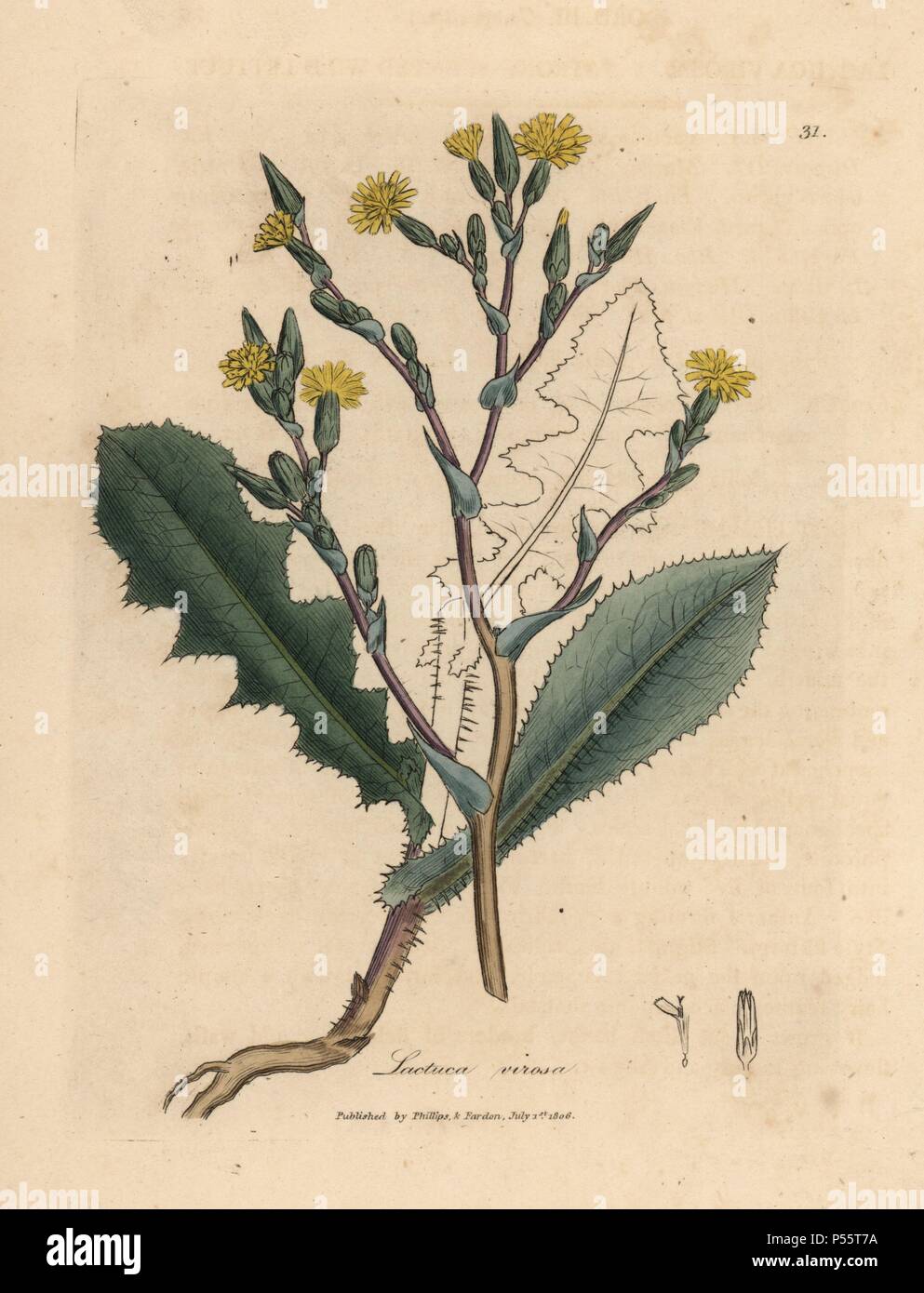 Yellow flowered, strong scented wild lettuce, Lactuca virosa. Handcolored copperplate engraving from a botanical illustration by James Sowerby from William Woodville and Sir William Jackson Hooker's 'Medical Botany' 1832. The tireless Sowerby (1757-1822) drew over 2,500 plants for Smith's mammoth 'English Botany' (1790-1814) and 440 mushrooms for 'Coloured Figures of English Fungi ' (1797) among many other works. Stock Photo