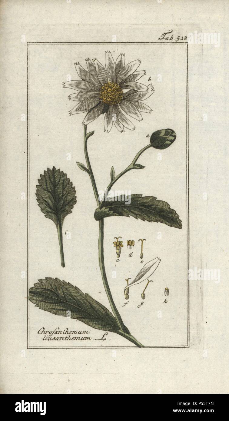 Oxeye daisy, Leucanthemum vulgare. Handcoloured copperplate botanical engraving from Johannes Zorn's 'Afbeelding der Artseny-Gewassen,' Jan Christiaan Sepp, Amsterdam, 1796. Zorn first published his illustrated medical botany in Nurnberg in 1780 with 500 plates, and a Dutch edition followed in 1796 published by J.C. Sepp with an additional 100 plates. Zorn (1739-1799) was a German pharmacist and botanist who collected medical plants from all over Europe for his 'Icones plantarum medicinalium' for apothecaries and doctors. Stock Photo