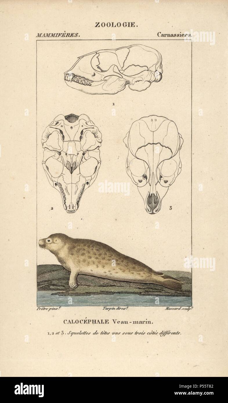 Harbour seal, Phoca vitulina, with sections through skull. Handcoloured copperplate stipple engraving from Frederic Cuvier's 'Dictionary of Natural Science: Mammals,' Paris, France, 1816. Illustration by J. G. Pretre, engraved by Massard, directed by Pierre Jean-Francois Turpin, and published by F.G. Levrault. Jean Gabriel Pretre (17801845) was painter of natural history at Empress Josephine's zoo and later became artist to the Museum of Natural History. Turpin (1775-1840) is considered one of the greatest French botanical illustrators of the 19th century. Stock Photo
