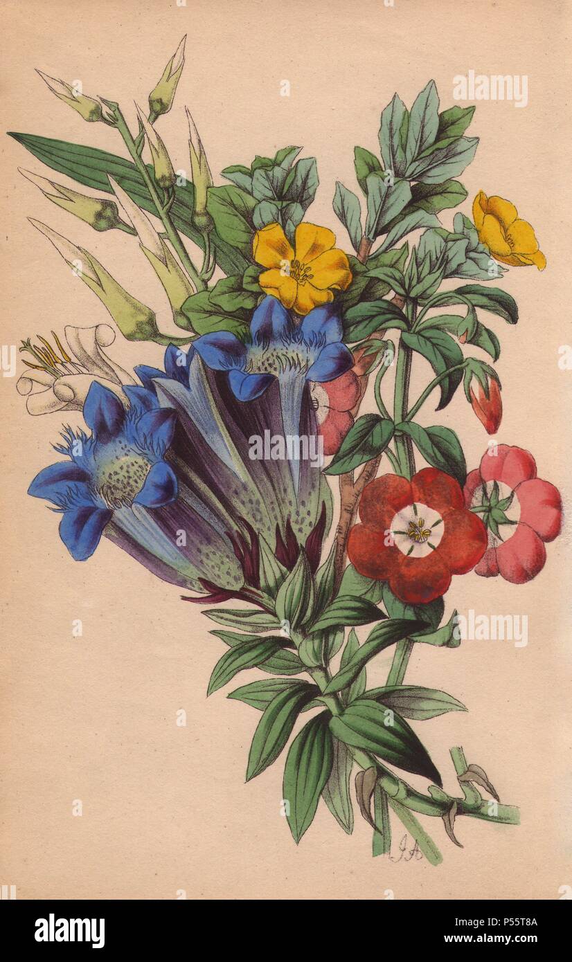 Pitcairnia, crested gentian, candollea and pimpernel. Lithograph designed and coloured by James Andrews from Robert Tyas' 'Flowers from Foreign Lands,' London, 1853, Houlston and Stoneman. Little is known about the artist James Andrews (18011876) apart from his work. This gifted artist taught flower-painting to young ladies and published a treatise Lessons in Flower Painting in 1835. Blunt calls him 'an illustrator of sentimental flower books,' but admits that he was 'very talented.' His signature JA can be found in many botanical gift books for publisher Robert Tyas from The Sentiment of Flo Stock Photo