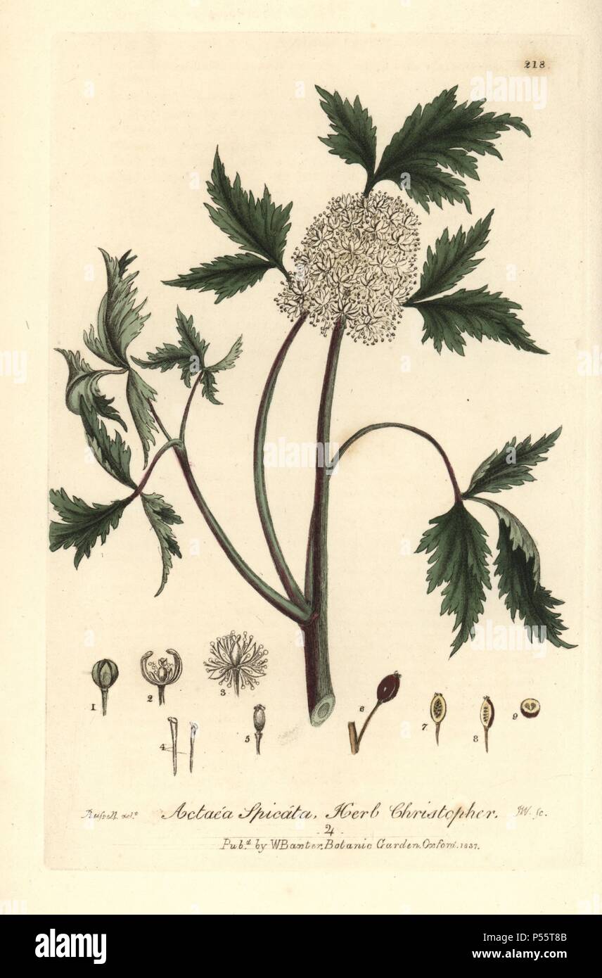 Herb christopher, Actaea spicata. Handcoloured copperplate engraving by J. Whessell from a drawing by Isaac Russell from William Baxter's "British Phaenogamous Botany" 1836. Scotsman William Baxter (1788-1871) was the curator of the Oxford Botanic Garden from 1813 to 1854. Stock Photo