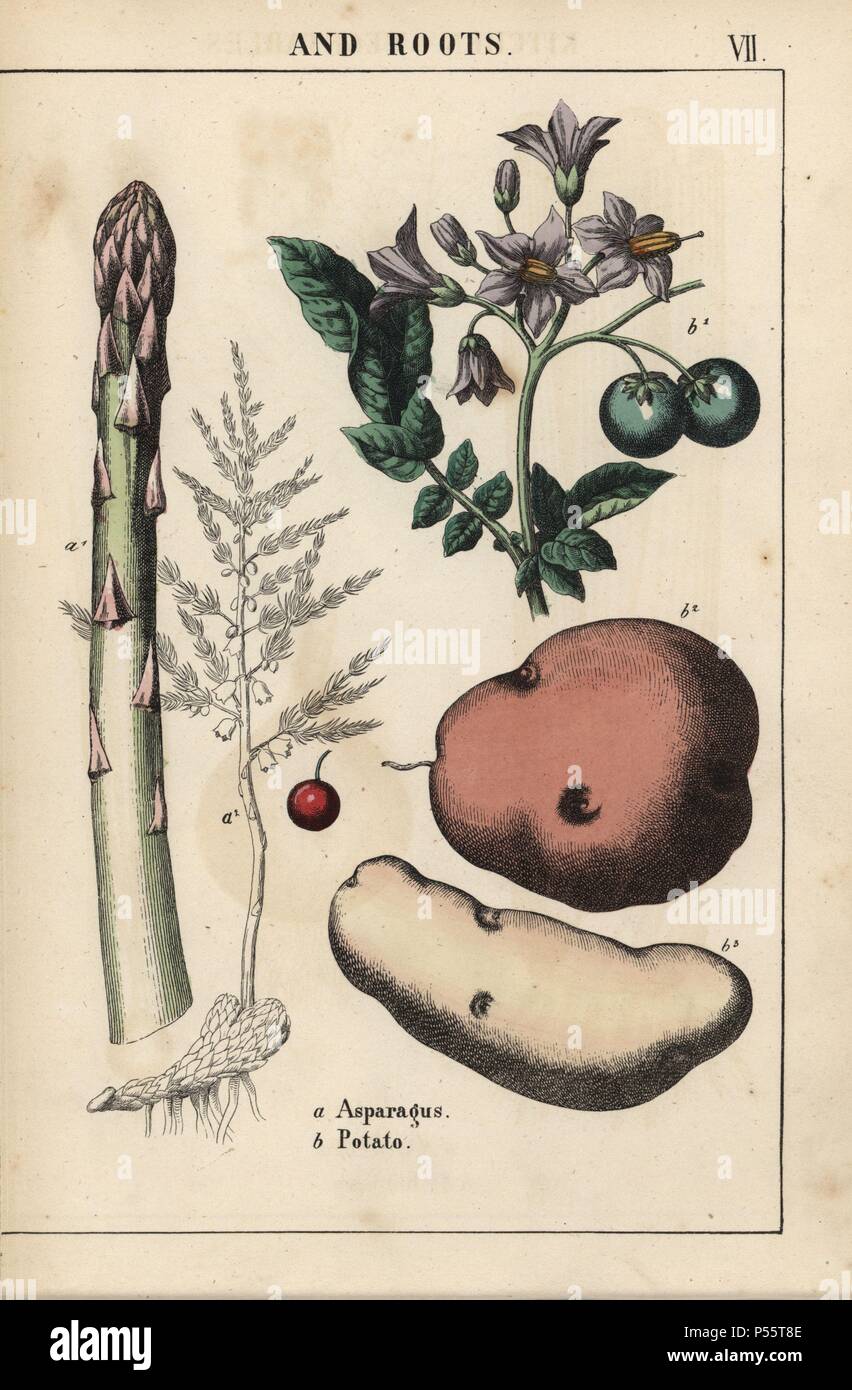 Green asparagus and potato. . Chromolithograph from 'The Instructive Picturebook, or Lessons from the Vegetable World,' [Charlotte Mary Yonge], Edinburgh, 1858. Stock Photo