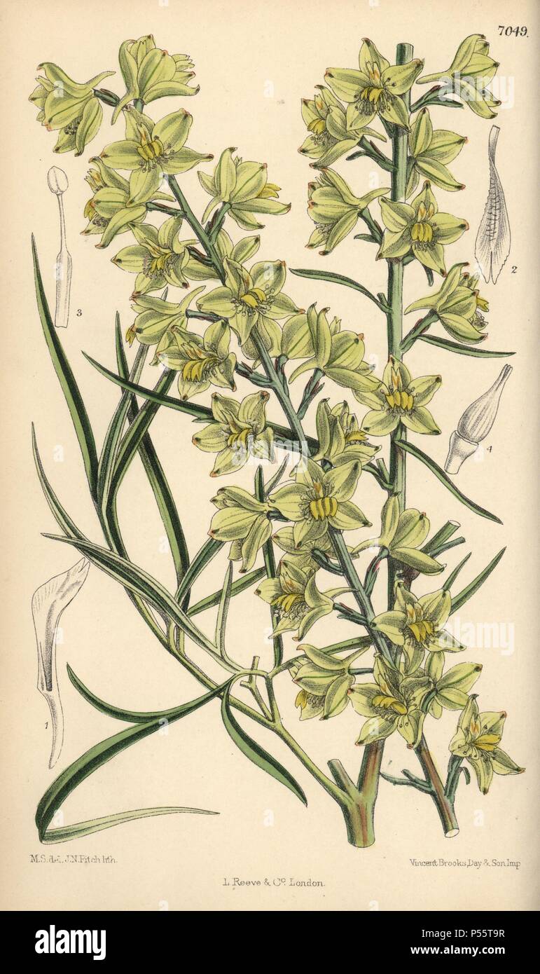 Delphinium zalil, native of Khorasan, Afghanistan. Hand-coloured botanical illustration drawn by Matilda Smith and lithographed by J.N. Fitch from Joseph Dalton Hooker's 'Curtis's Botanical Magazine,' 1889, L. Reeve & Co. A second-cousin and pupil of Sir Joseph Dalton Hooker, Matilda Smith (1854-1926) was the main artist for the Botanical Magazine from 1887 until 1920 and contributed 2,300 illustrations. Stock Photo