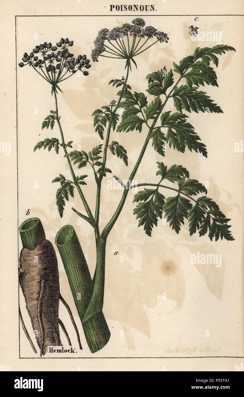 Hemlock or Conium maculatum. . Chromolithograph from 'The Instructive Picturebook, or Lessons from the Vegetable World,' [Charlotte Mary Yonge], Edinburgh, 1858. Stock Photo