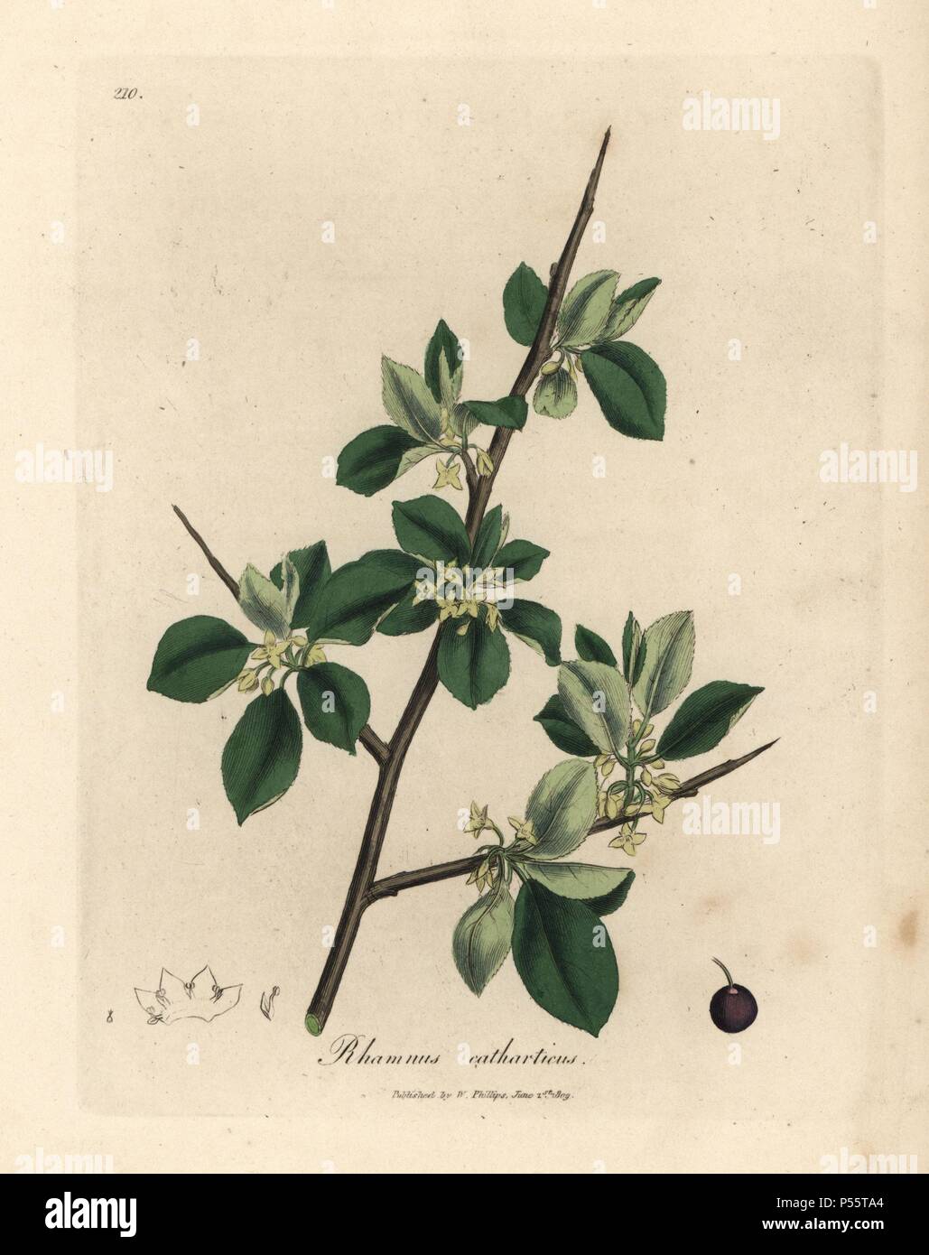 Purging buckthorn, Rhamnus catharticus. Handcoloured copperplate engraving from a botanical illustration by James Sowerby from William Woodville and Sir William Jackson Hooker's 'Medical Botany,' John Bohn, London, 1832. The tireless Sowerby (1757-1822) drew over 2, 500 plants for Smith's mammoth 'English Botany' (1790-1814) and 440 mushrooms for 'Coloured Figures of English Fungi ' (1797) among many other works. Stock Photo