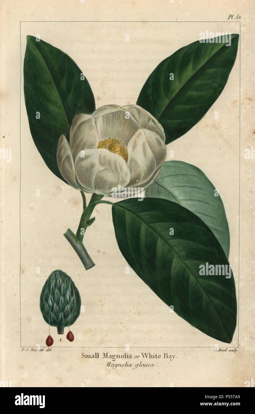 Flower, leaf and cone of the small magnolia tree or white bay, Magnolia glauca. Handcolored stipple engraving from a botanical illustration by Pierre Joseph Redoute, engraved on copper by Gabriel, from Francois Andre Michaux's 'North American Sylva,' Philadelphia, 1857. French botanist Michaux (1770-1855) explored America and Canada in 1785 cataloging its native trees. Stock Photo