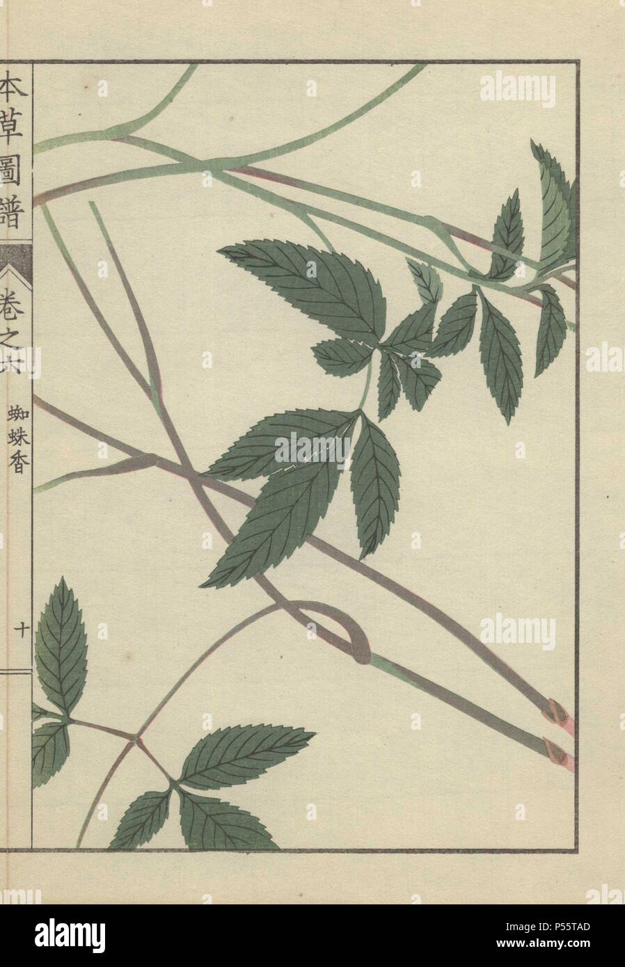 Leaves and stems of burnet saxifrage. Pimpinella calycina. Chichukou. Colour-printed woodblock engraving by Kan'en Iwasaki from 'Honzo Zufu,' an Illustrated Guide to Medicinal Plants, 1884. Iwasaki (1786-1842) was a Japanese botanist, entomologist and zoologist. He was one of the first Japanese botanists to incorporate western knowledge into his studies. Stock Photo