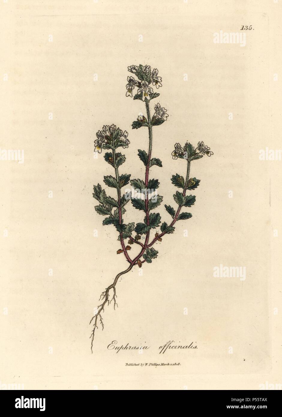 Common eyebright, Euphrasia officinalis. Handcoloured copperplate engraving from a botanical illustration by James Sowerby from William Woodville and Sir William Jackson Hooker's 'Medical Botany,' John Bohn, London, 1832. The tireless Sowerby (1757-1822) drew over 2, 500 plants for Smith's mammoth 'English Botany' (1790-1814) and 440 mushrooms for 'Coloured Figures of English Fungi ' (1797) among many other works. Stock Photo