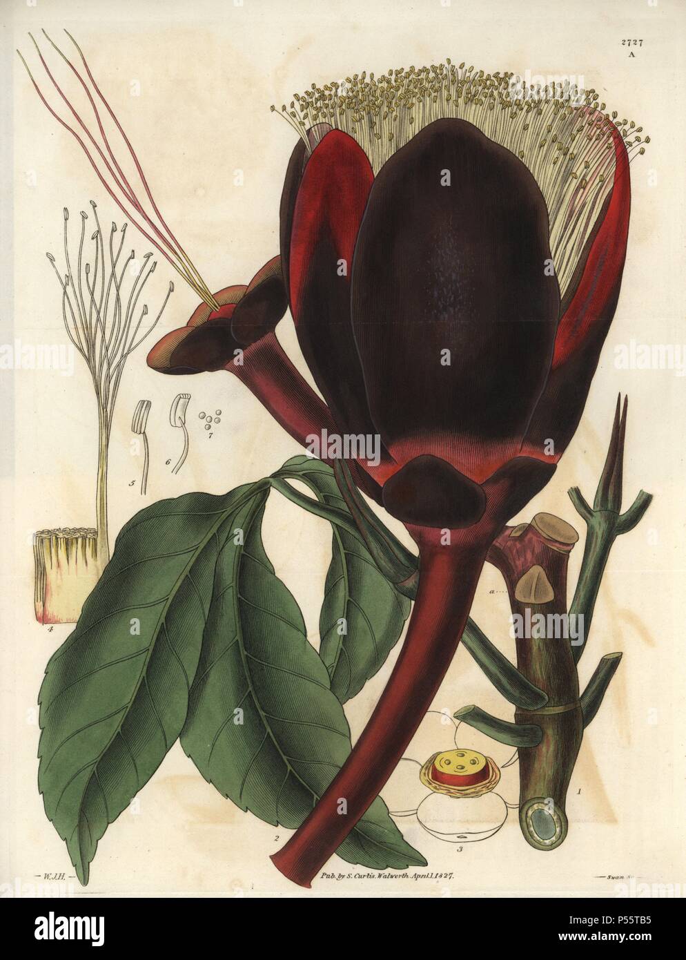 Caryocar nuciferum. . Souari or butter-nut plant with large deep chocolate-brown flower. Native to South America.. . Illustration by WJ Hooker, engraved by Swan. Handcolored copperplate engraving from William Curtis's 'The Botanical Magazine' 1827.. . William Jackson Hooker (1785-1865) was an English botanist, writer and artist. He was Regius Professor of Botany at Glasgow University, and editor of Curtis' 'Botanical Magazine' from 1827 to 1865. In 1841, he was appointed director of the Royal Botanic Gardens at Kew, and was succeeded by his son Joseph Dalton. Hooker documented the fern and orc Stock Photo