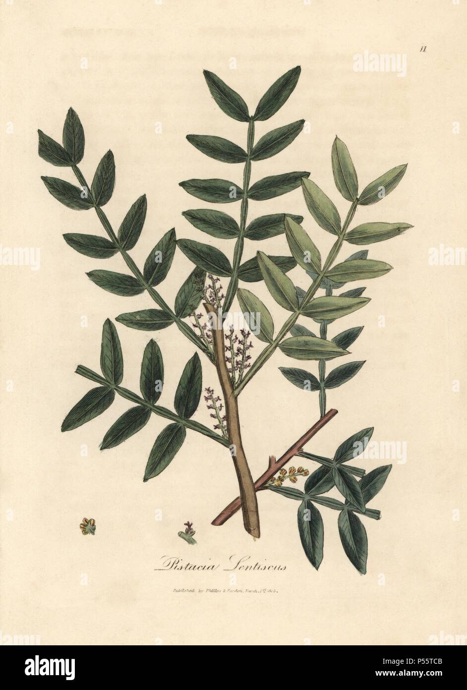Mastic tree, Pistacia lentiscus. Handcoloured copperplate engraving