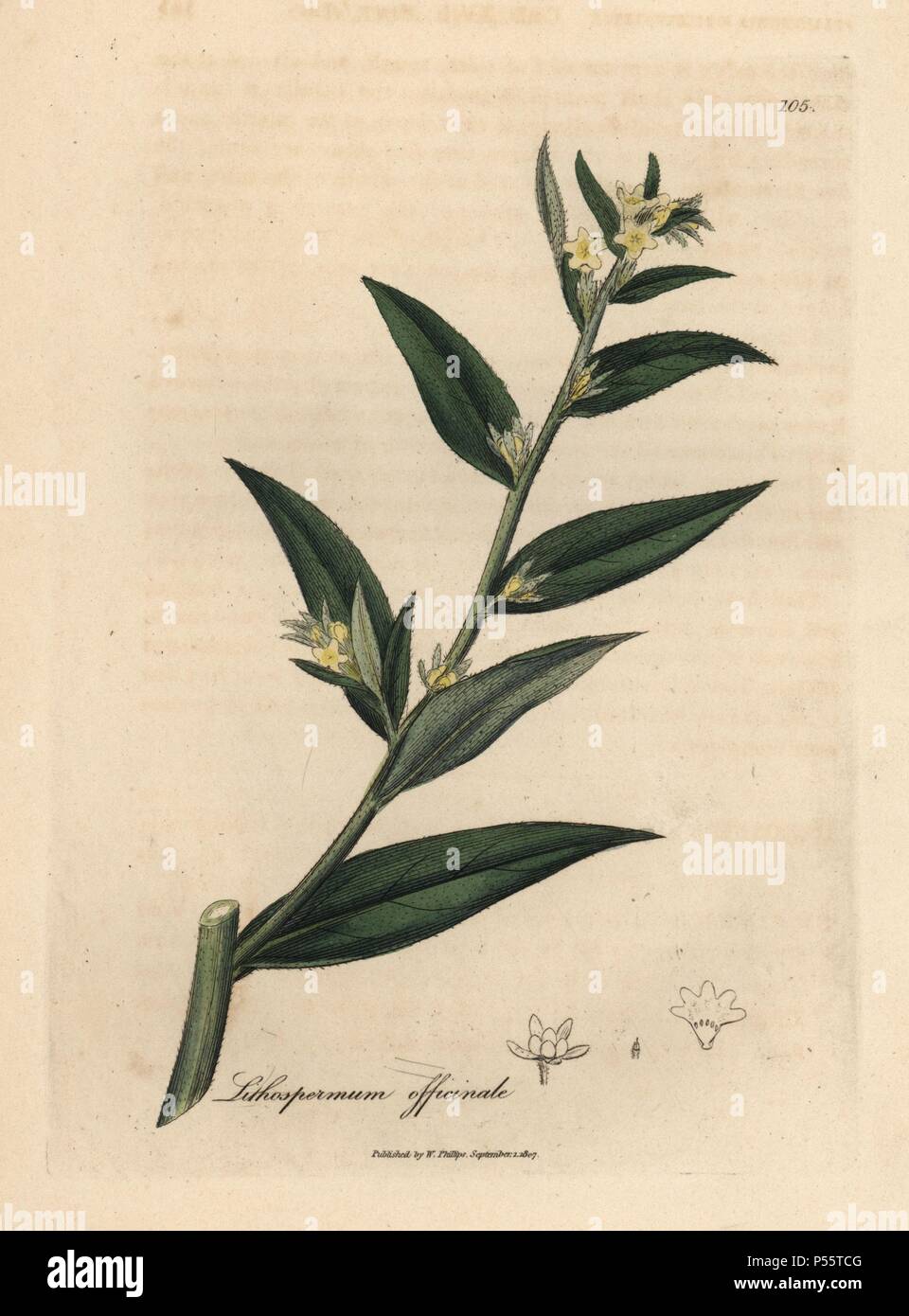 Gromwell, Lithospermum officinale. Handcoloured copperplate engraving from a botanical illustration by James Sowerby from William Woodville and Sir William Jackson Hooker's 'Medical Botany,' John Bohn, London, 1832. The tireless Sowerby (1757-1822) drew over 2, 500 plants for Smith's mammoth 'English Botany' (1790-1814) and 440 mushrooms for 'Coloured Figures of English Fungi ' (1797) among many other works. Stock Photo