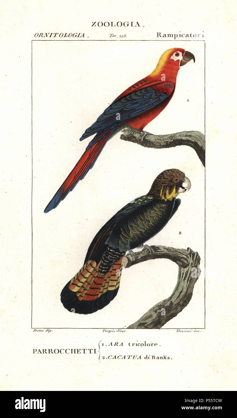 Extinct Cuban red macaw, Ara tricolor, and red-tailed black cockatoo, Calyptorhynchus banksii. Handcoloured copperplate stipple engraving from Antoine Jussieu's 'Dictionary of Natural Science,' Florence, Italy, 1837. Illustration by J. G. Pretre, engraved by Terreni, directed by Pierre Jean-Francois Turpin, and published by Batelli e Figli. Jean Gabriel Pretre (17801845) was painter of natural history at Empress Josephine's zoo and later became artist to the Museum of Natural History. Turpin (1775-1840) is considered one of the greatest French botanical illustrators of the 19th century. Stock Photo