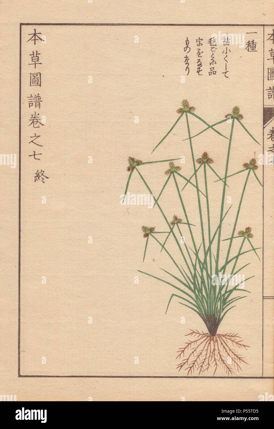 Roots, grass and flowers of halfchaff sedge, Lipocarpha microcephala Kunth. . Colour-printed woodblock engraving by Kan'en Iwasaki from 'Honzo Zufu,' an Illustrated Guide to Medicinal Plants, 1884. Iwasaki (1786-1842) was a Japanese botanist, entomologist and zoologist. He was one of the first Japanese botanists to incorporate western knowledge into his studies. Stock Photo