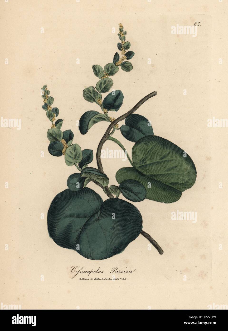Pareira brava cissampelos, Cissampelos pareira. Handcoloured copperplate engraving from a botanical illustration by James Sowerby from William Woodville and Sir William Jackson Hooker's 'Medical Botany,' John Bohn, London, 1832. The tireless Sowerby (1757-1822) drew over 2, 500 plants for Smith's mammoth 'English Botany' (1790-1814) and 440 mushrooms for 'Coloured Figures of English Fungi ' (1797) among many other works. Stock Photo