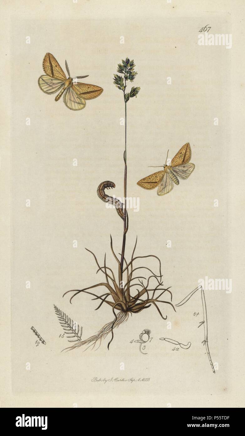 Aspitates gilvaria, Straw Belle or Dover Belle moth, with bulbous meadow-grass, Poa bulbosa. Handcoloured copperplate drawn and engraved by John Curtis for his own "British Entomology, being Illustrations and Descriptions of the Genera of Insects found in Great Britain and Ireland," London, 1834. Curtis (1791 –1862) was an entomologist, illustrator, engraver and publisher. "British Entomology" was published from 1824 to 1839, and comprised 770 illustrations of insects and the plants upon which they are found. Stock Photo
