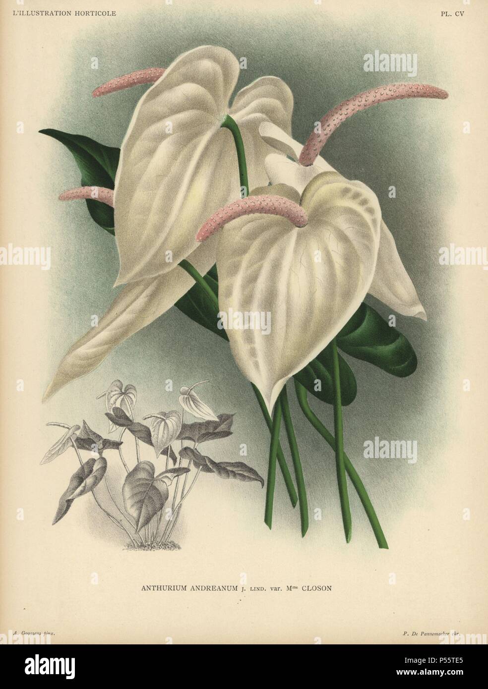 Cream colored flamingo flower or anthurium lily. Anthurium andreanum J. Lind, Madam Closon's variety. Illustration by A. Goossens, chromolithograph by P. de Pannemaeker, for Jean Linden's 'L'Illustration Horticole' published in Ghent in 1886. Jean Linden (1817-1898) was a Belgian explorer, horticulturist, scientist and publisher of botanical books. Stock Photo