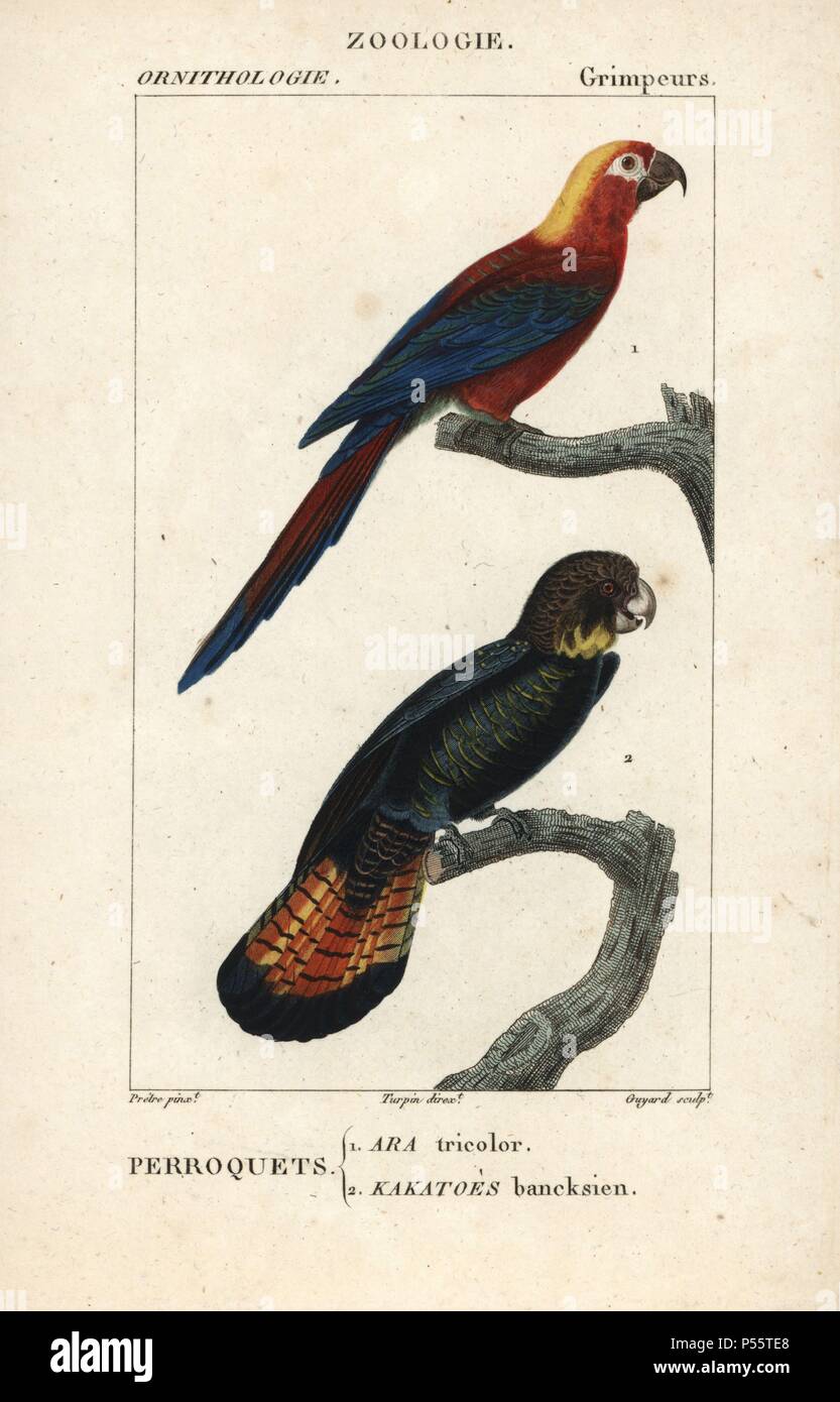 Cuban red macaw, Ara tricolor (extinct), and red-tailed black cockatoo, Calyptorhynchus banksii. Handcoloured copperplate stipple engraving from Dumont de Sainte-Croix's 'Dictionary of Natural Science: Ornithology,' Paris, France, 1816-1830. Illustration by J. G. Pretre, engraved by Guyard, directed by Pierre Jean-Francois Turpin, and published by F.G. Levrault. Jean Gabriel Pretre (17801845) was painter of natural history at Empress Josephine's zoo and later became artist to the Museum of Natural History. Turpin (1775-1840) is considered one of the greatest French botanical illustrators of t Stock Photo