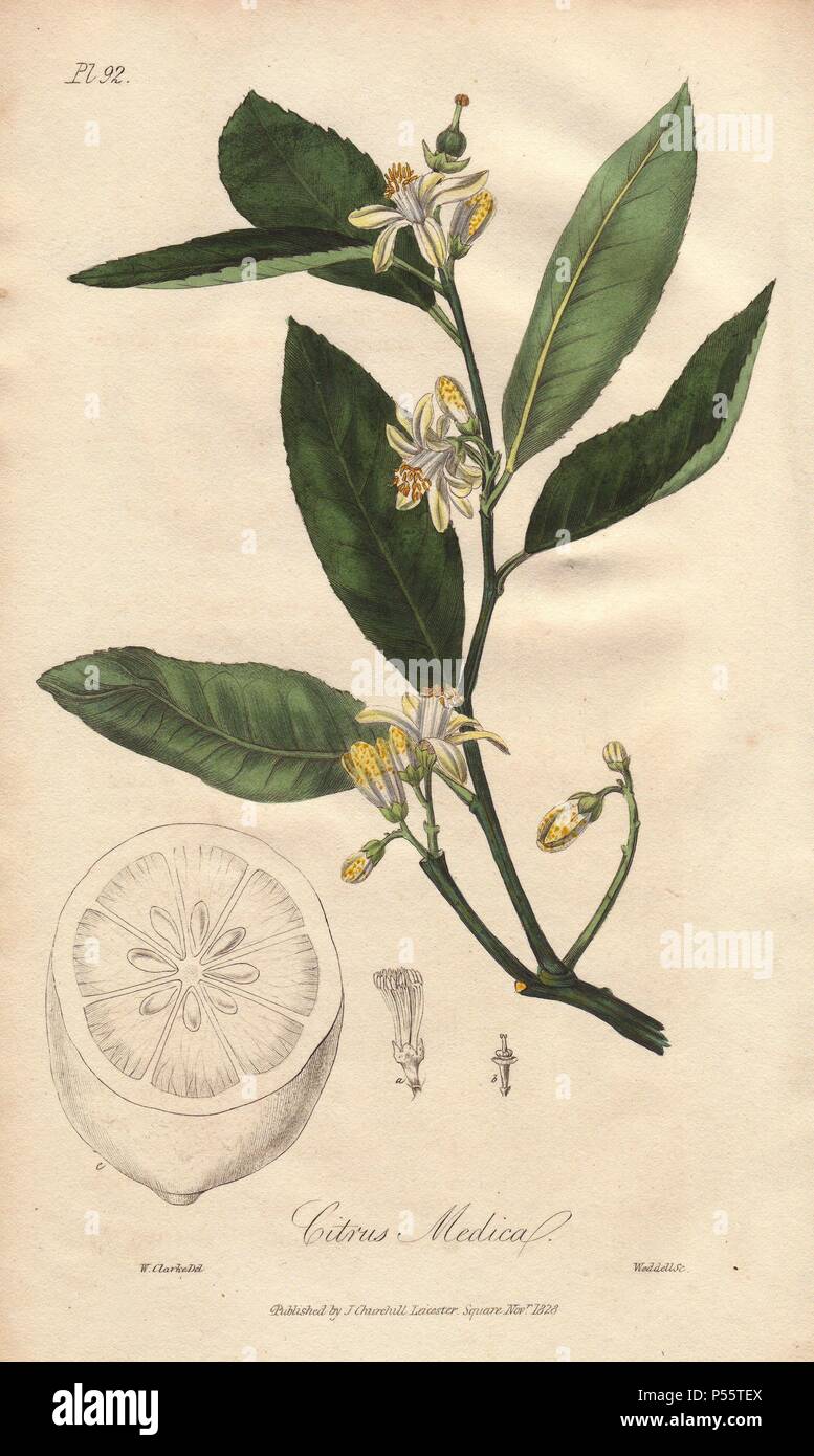 Citron, Citrus medica. Handcoloured botanical illustration drawn by William Clark and engraved on steel by Weddell from John Stephenson and James Morss Churchill's 'Medical Botany: or Illustrations and descriptions of the medicinal plants of the London, Edinburgh, and Dublin pharmacopœias,' John Churchill, London, 1831. William Clark was former draughtsman to the London Horticultural Society and illustrated many botanical books in the 1820s and 1830s. Stock Photo