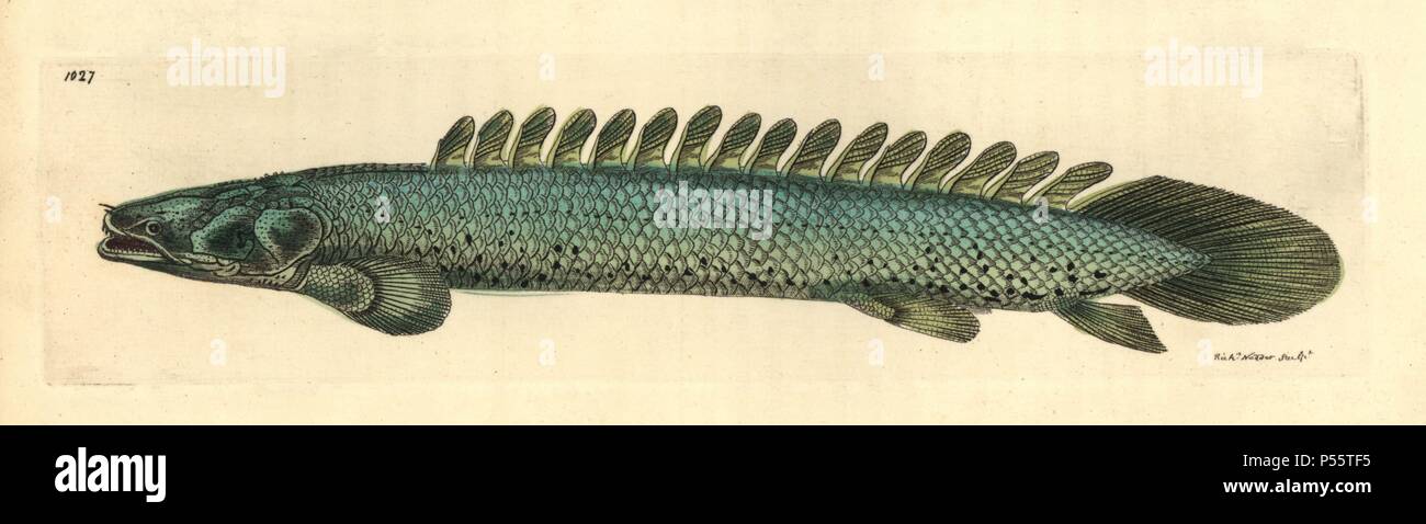 Nile bichir, Polypterus bichir. Illustration drawn and engraved by Richard Polydore Nodder. Handcolored copperplate engraving from George Shaw and Frederick Nodder's 'The Naturalist's Miscellany' 1812. Most of the 1,064 illustrations of animals, birds, insects, crustaceans, fishes, marine life and microscopic creatures for the Naturalist's Miscellany were drawn by George Shaw, Frederick Nodder and Richard Nodder, and engraved and published by the Nodder family. Frederick drew and engraved many of the copperplates until his death around 1800, and son Richard (17741823) was responsible for the  Stock Photo