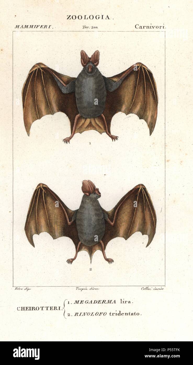 Australian False Vampire Bat